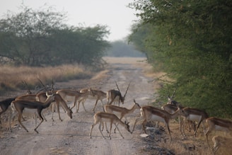 A herd of deer crossing a dirt road