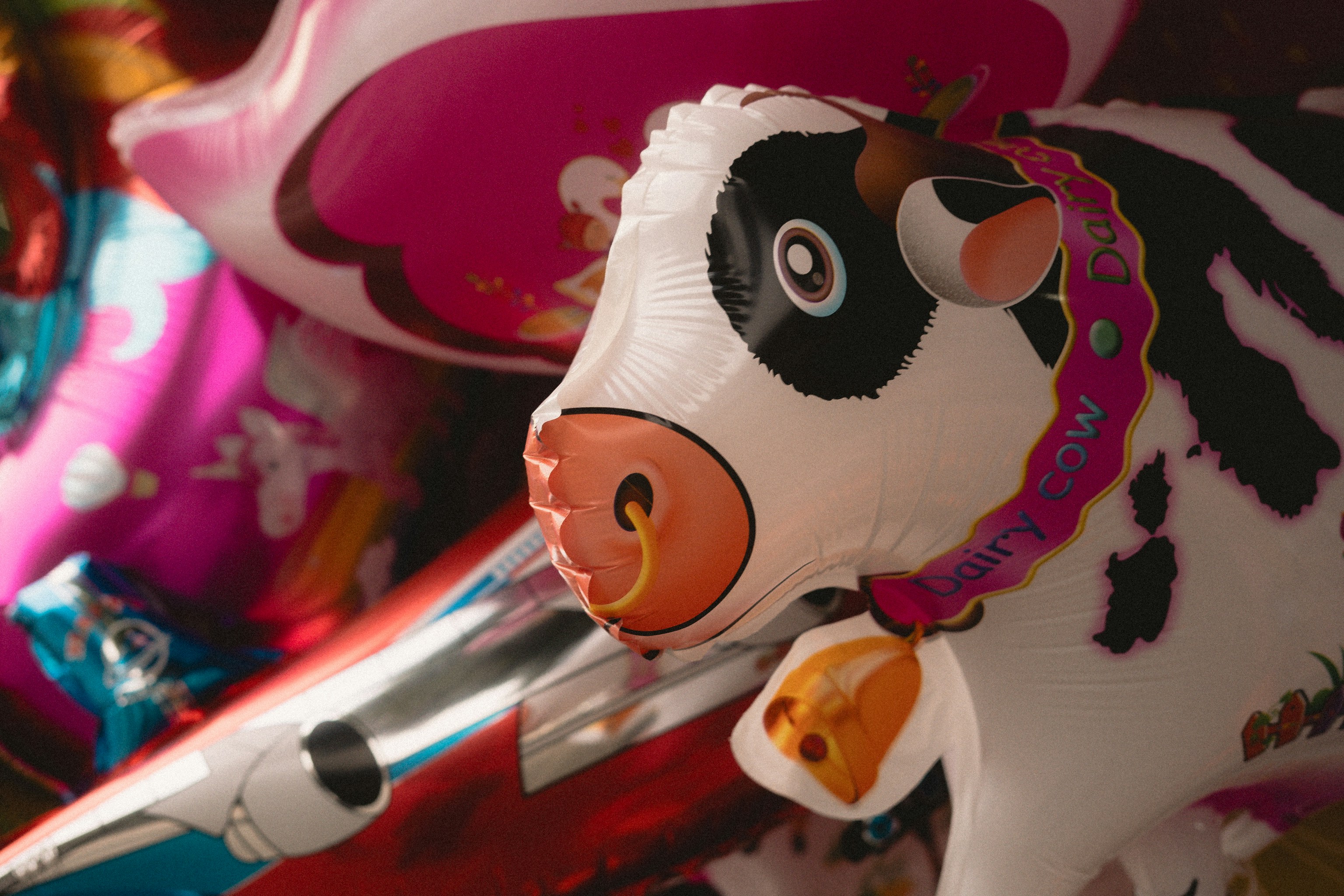 Krowa używa narzędzi jak prymas – naukowcy w szoku