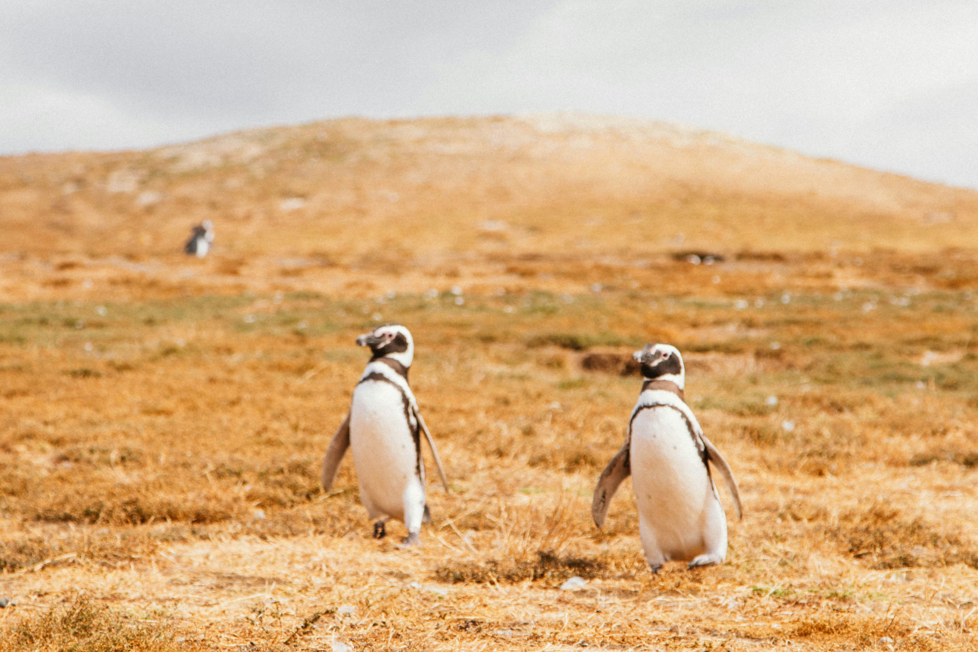 Photo by gustavo0351