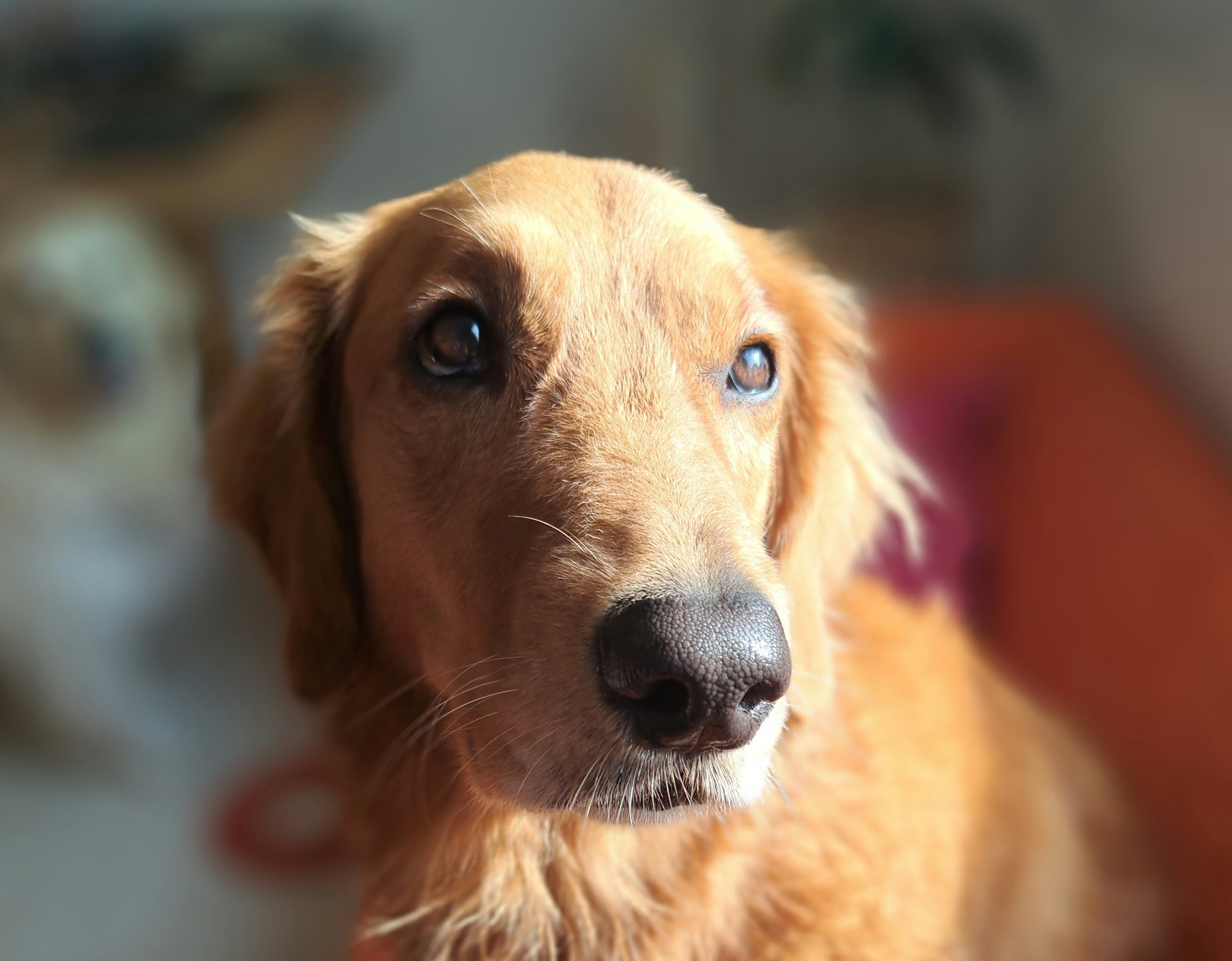 A close up of a dog looking at the camera
