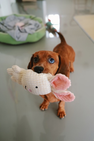 A dog holding a stuffed animal in its mouth