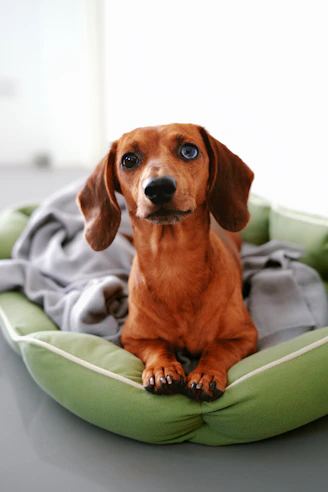 A brown dog sitting on top of a green dog bed