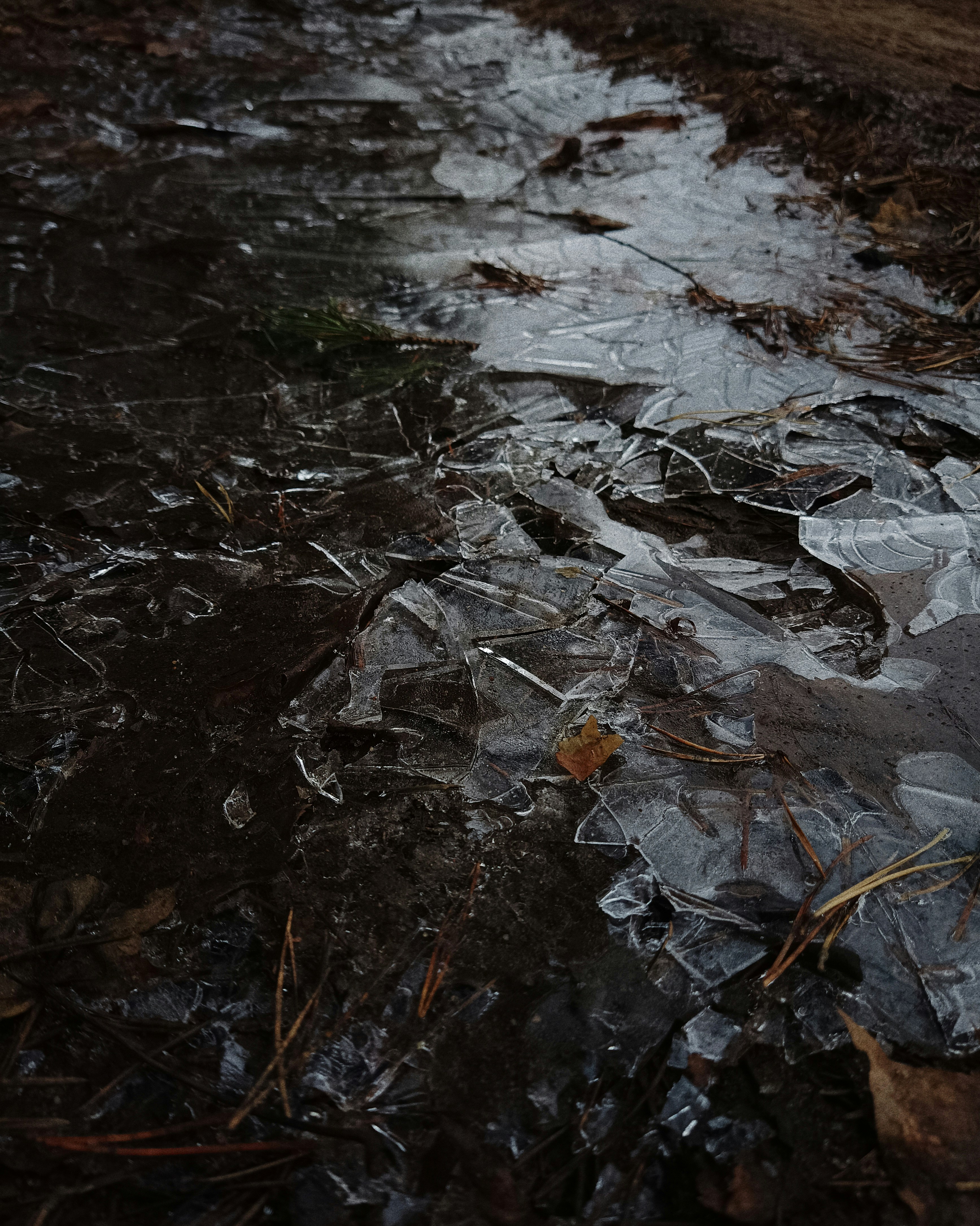 Un charco de agua junto a un camino cubierto de hojas