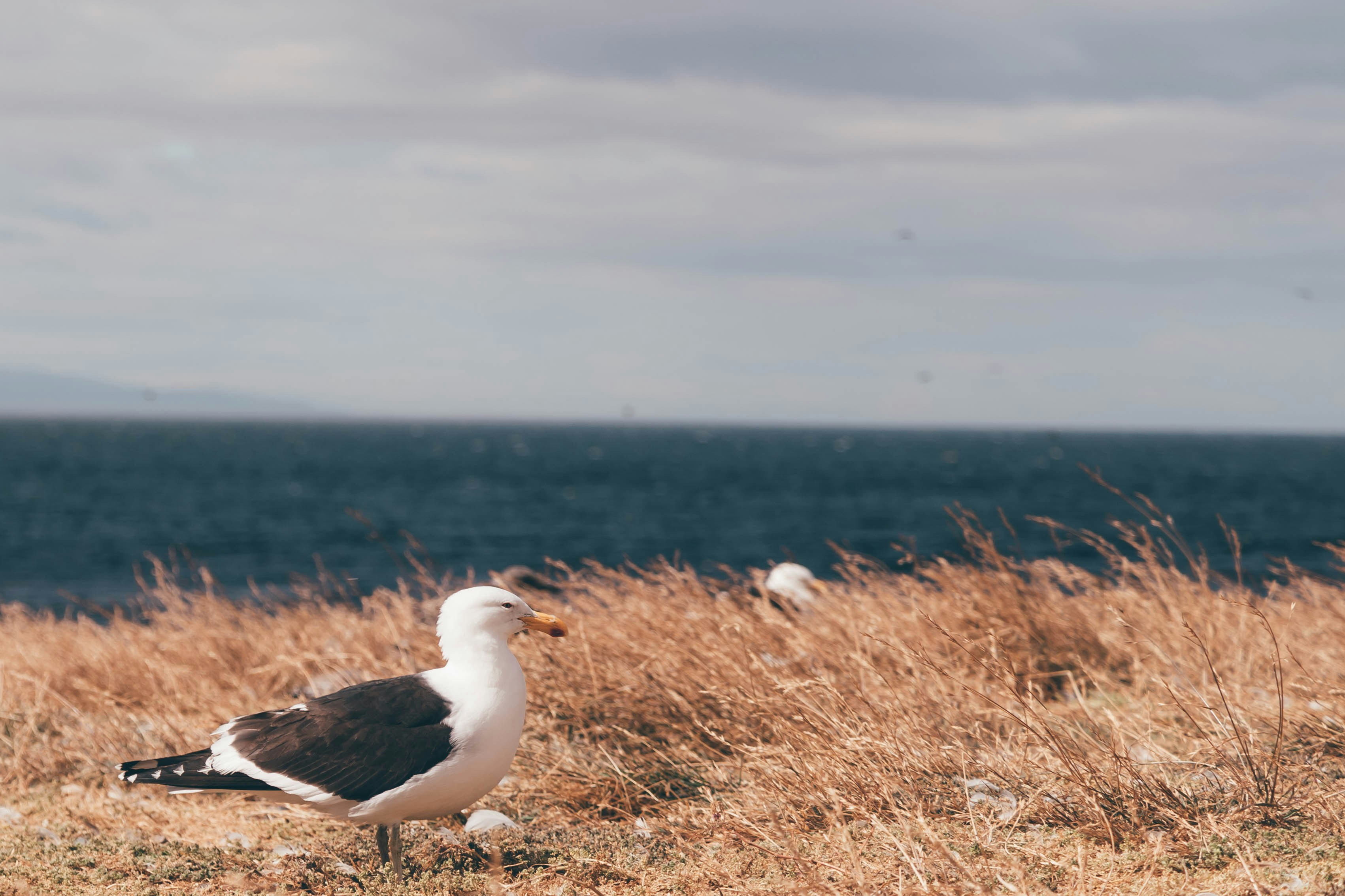 A seagull is standing in the grass by the water
