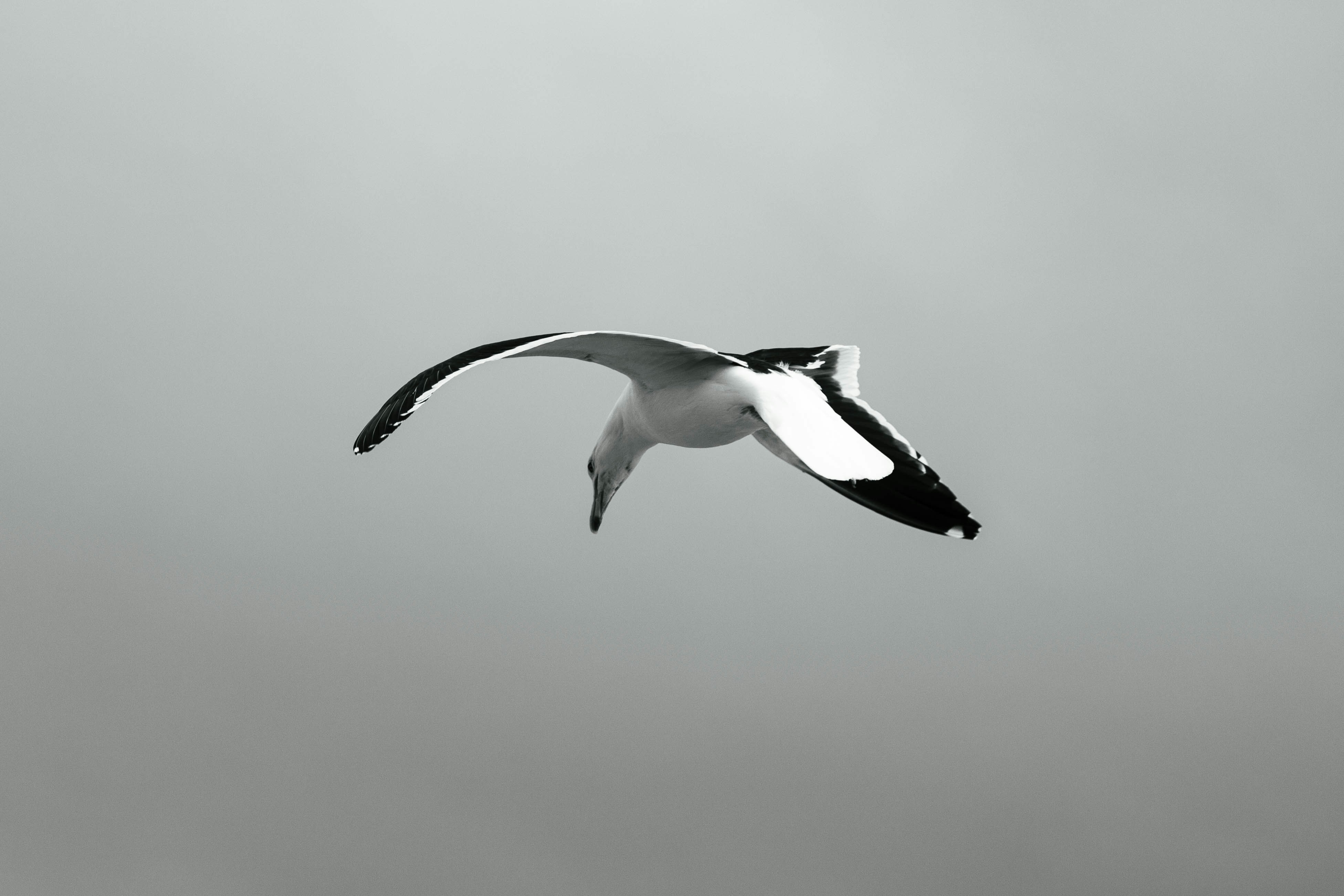 A black and white photo of a seagull flying in the sky