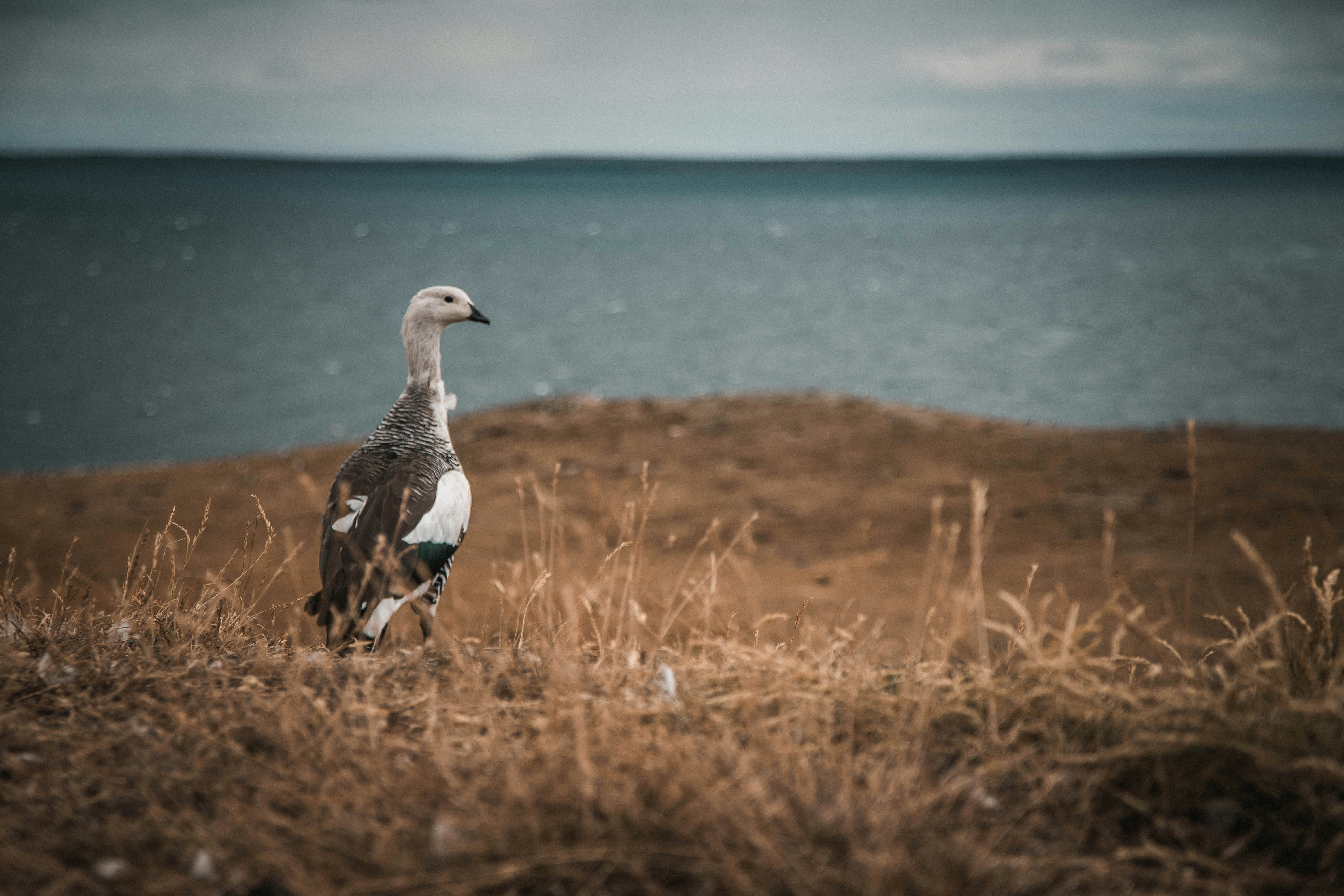 A bird standing on top of a grass covered field