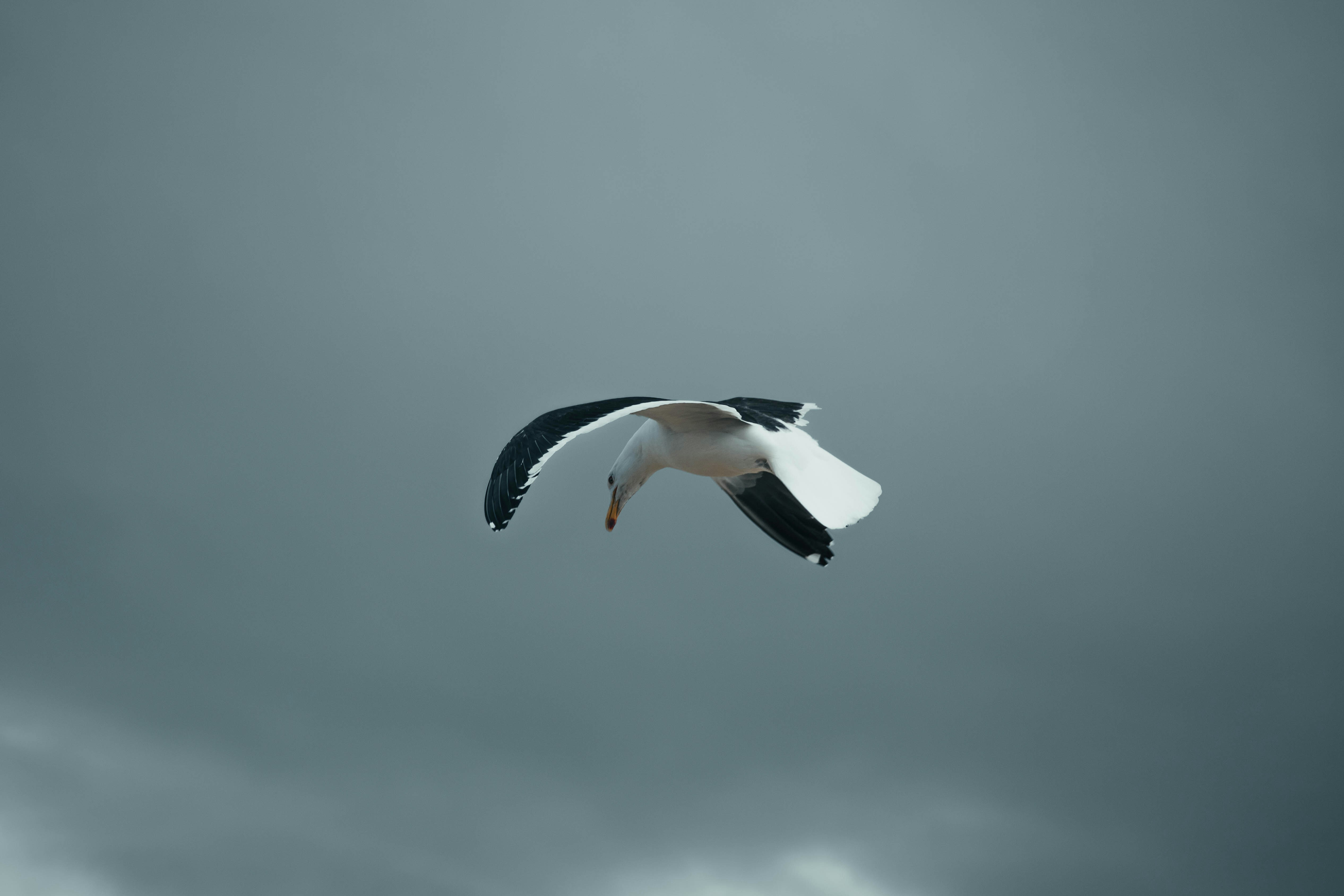 A black and white bird flying in the sky