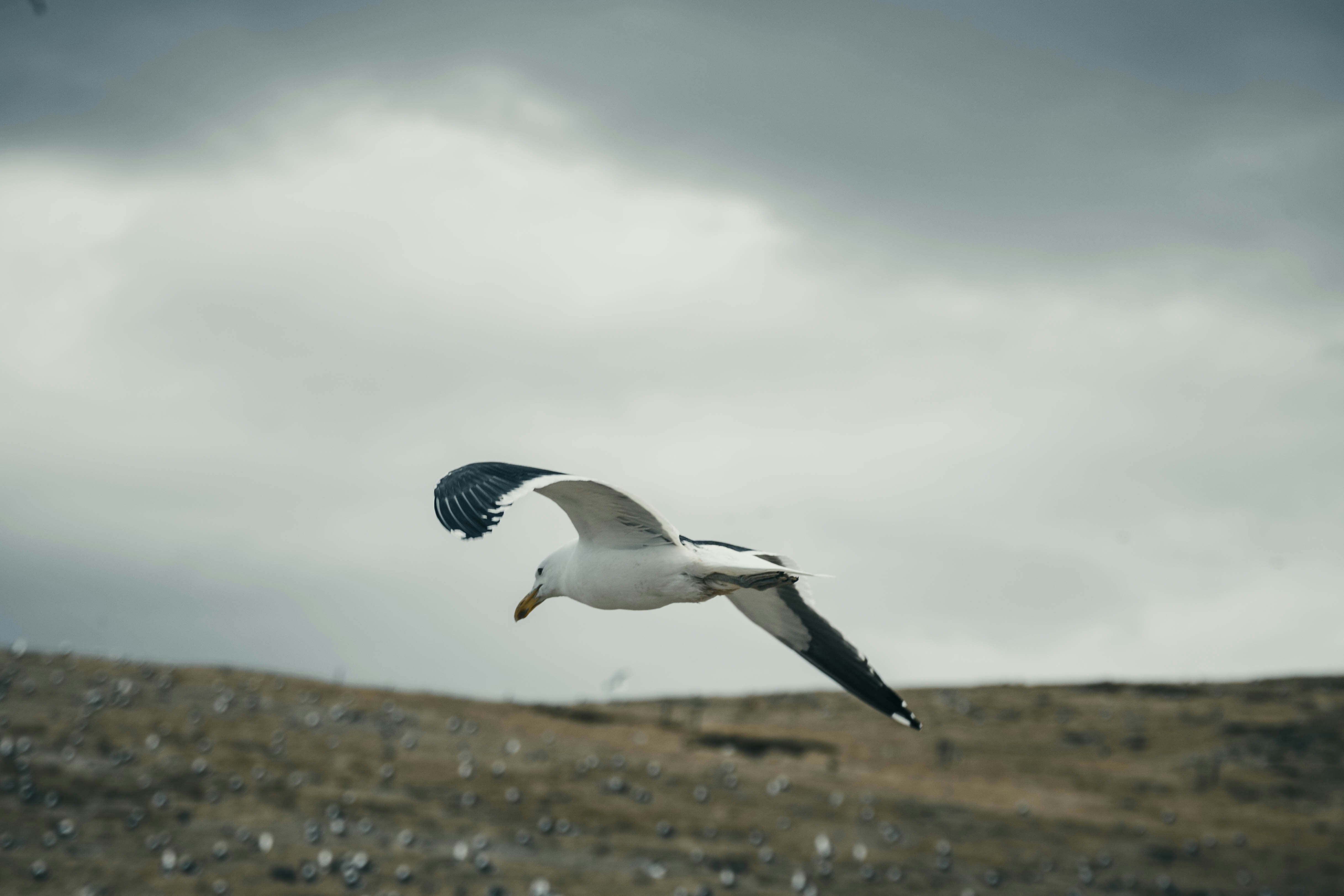 A seagull flying over a grassy hill under a cloudy sky