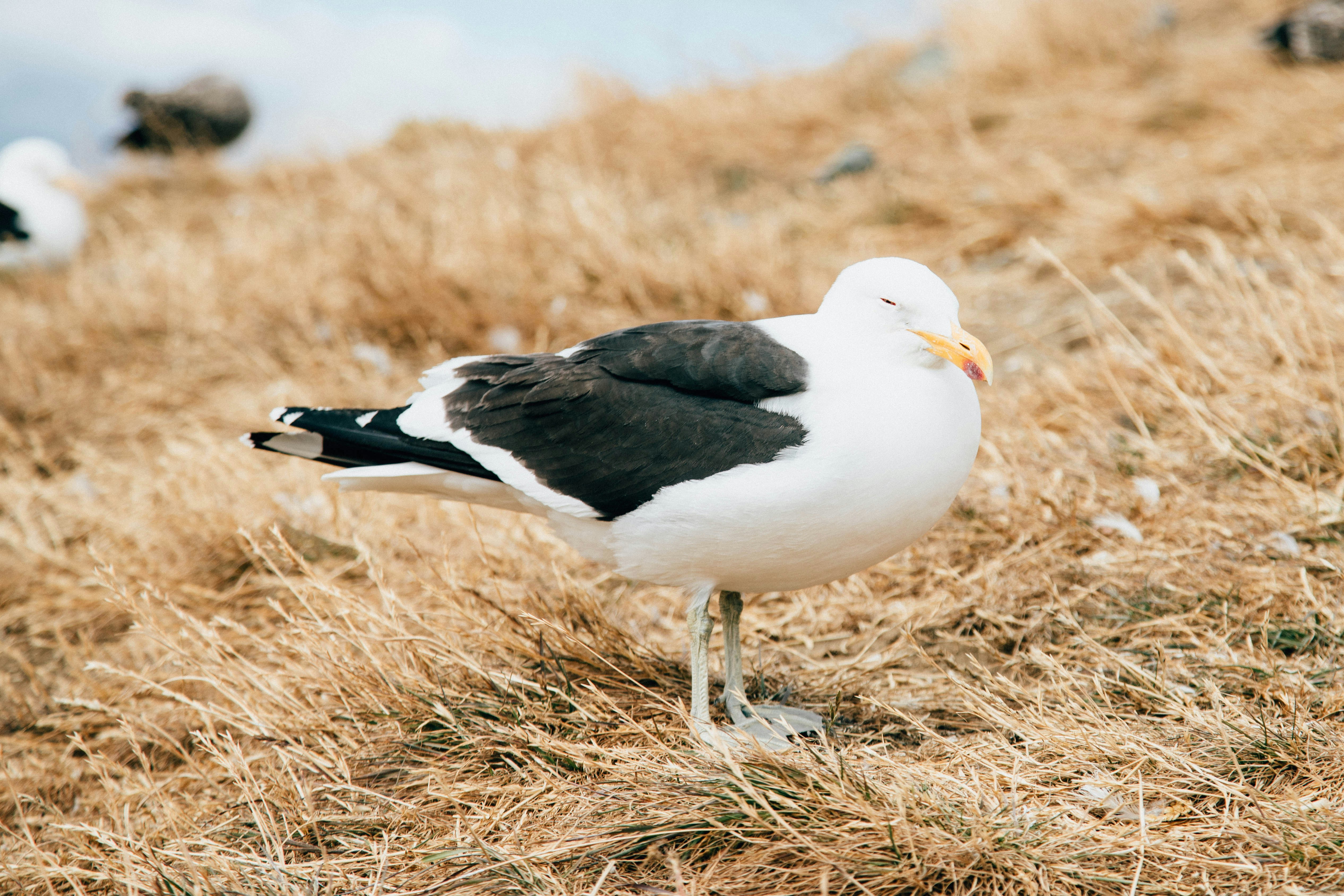 Photo by gustavo0351