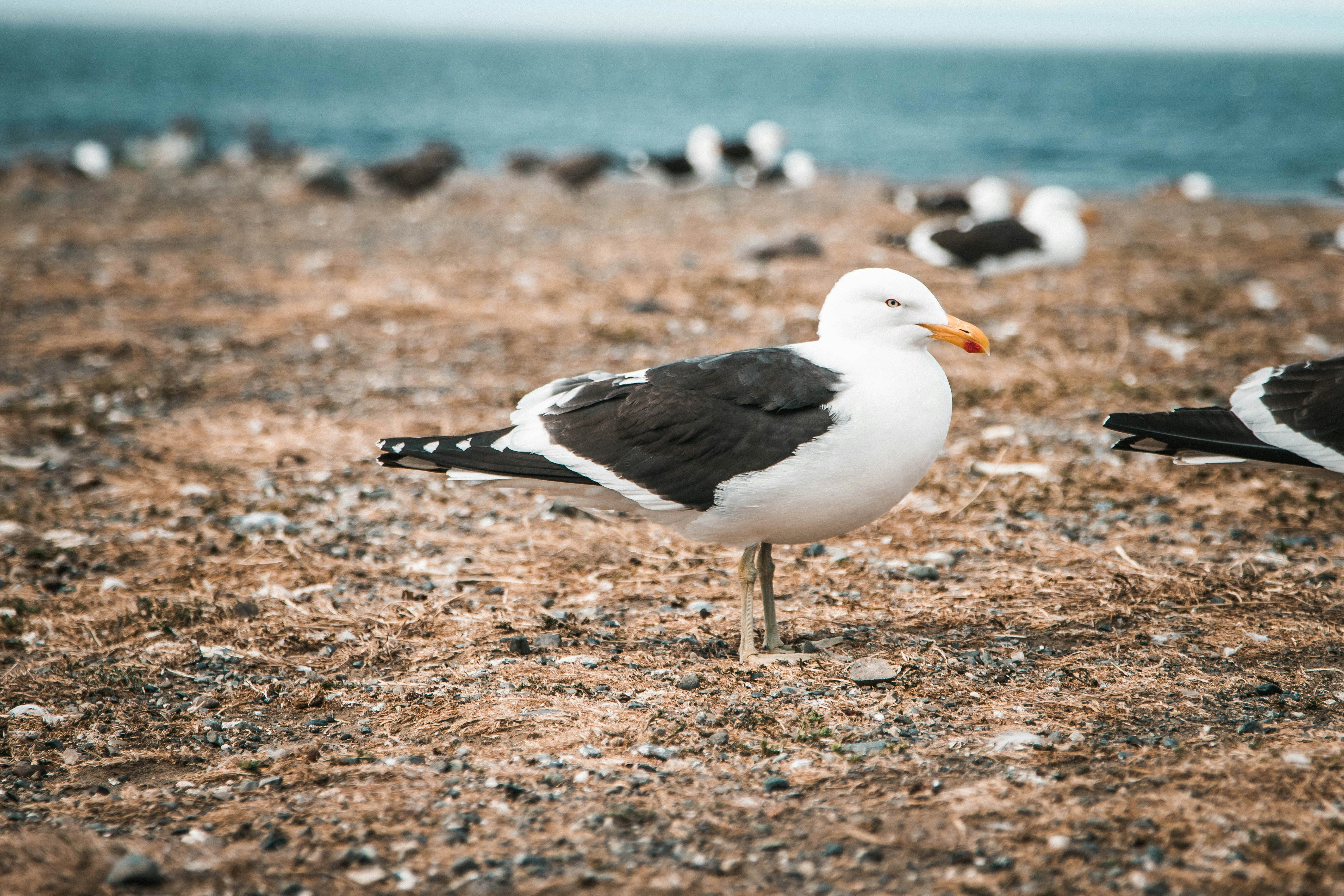 A flock of seagulls sitting on top of a sandy beach