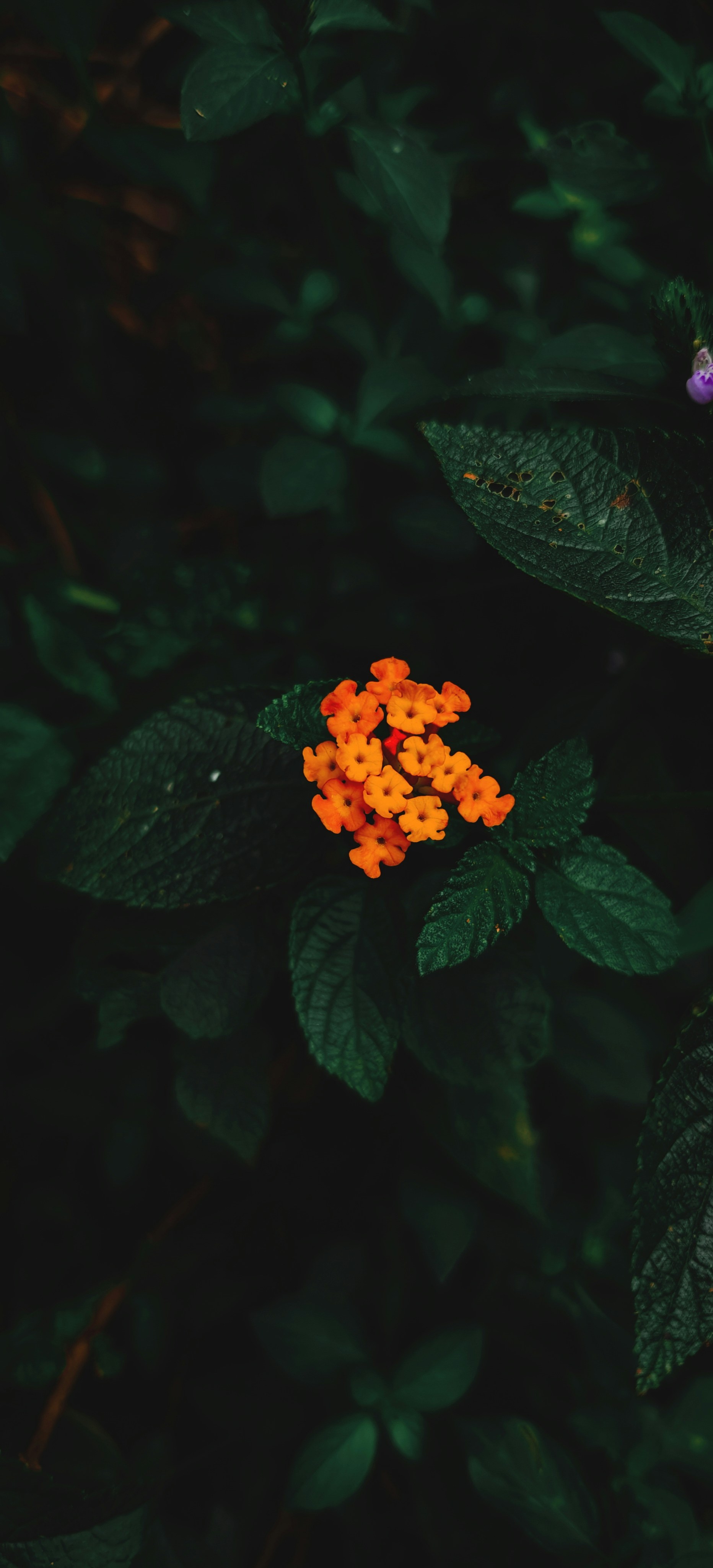 Photo by bithinrajxlr8