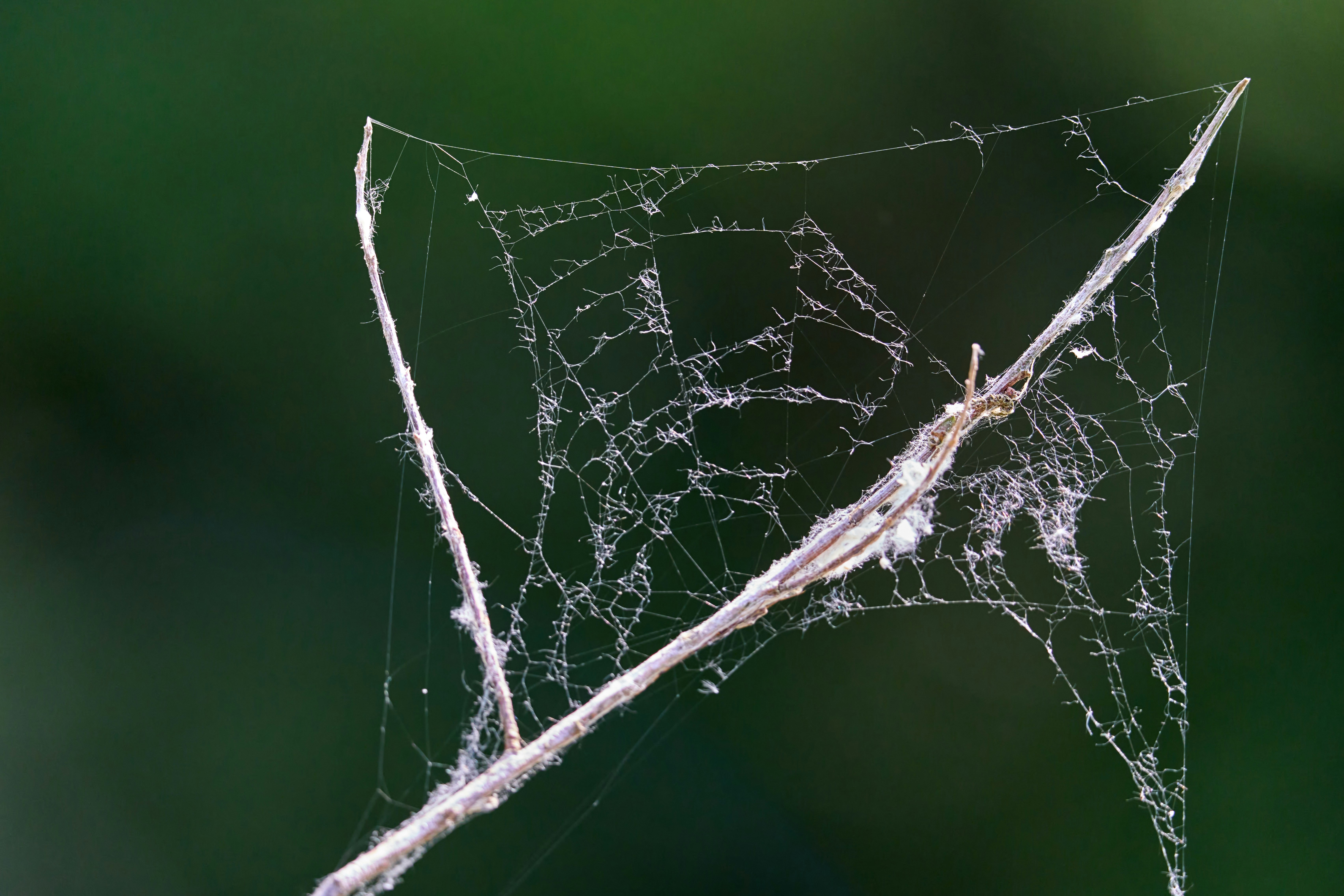 Photo by wolfgang_hasselmann