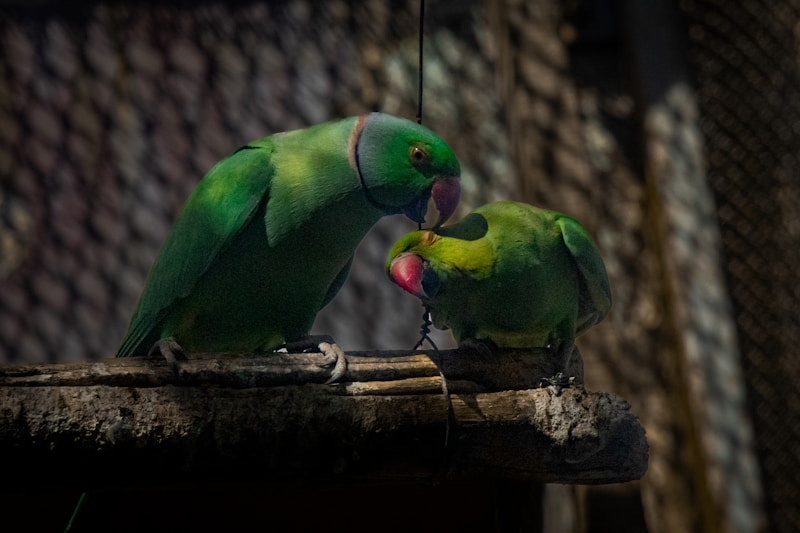 Aves verdes en amor