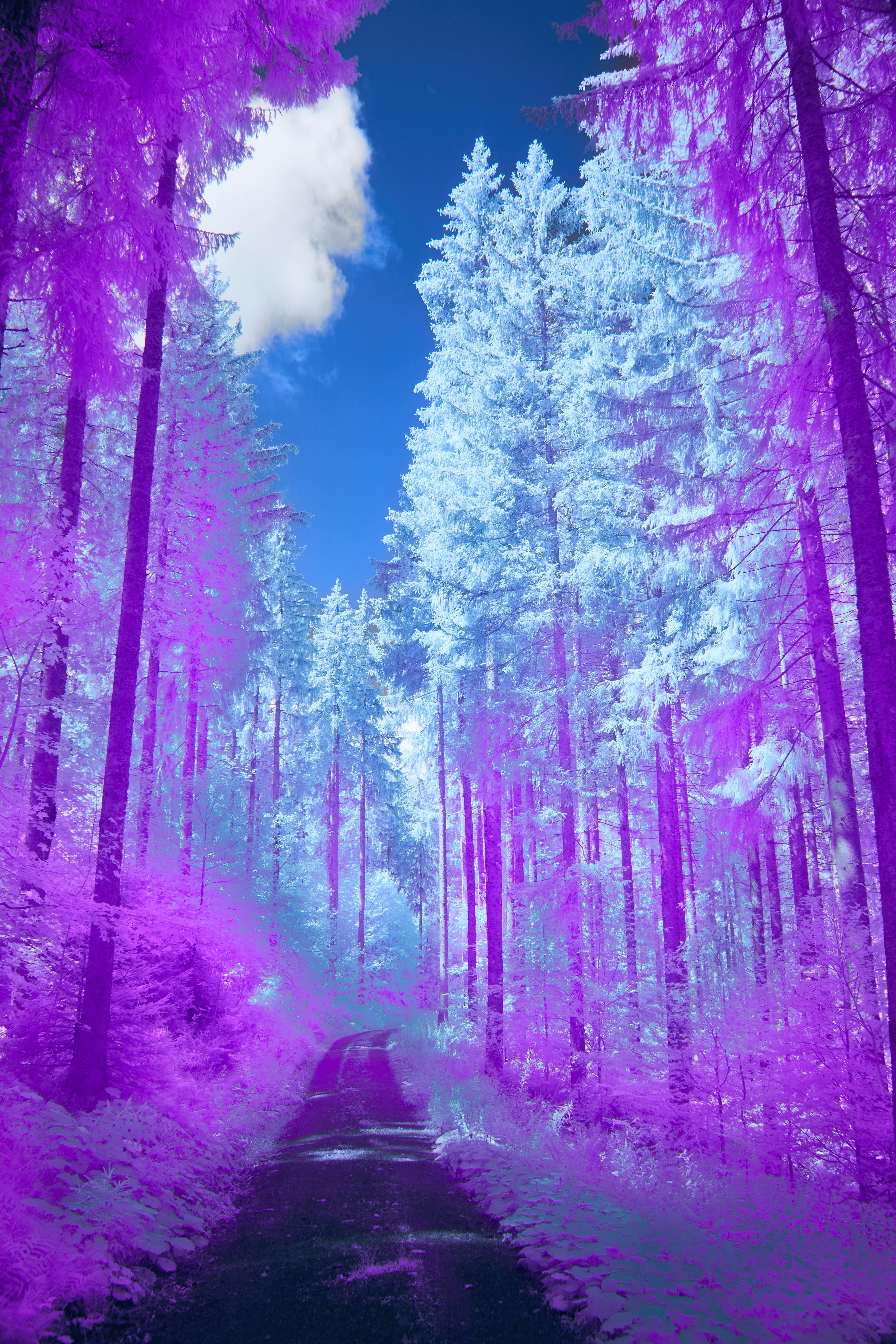 Photo by wolfgang_hasselmann