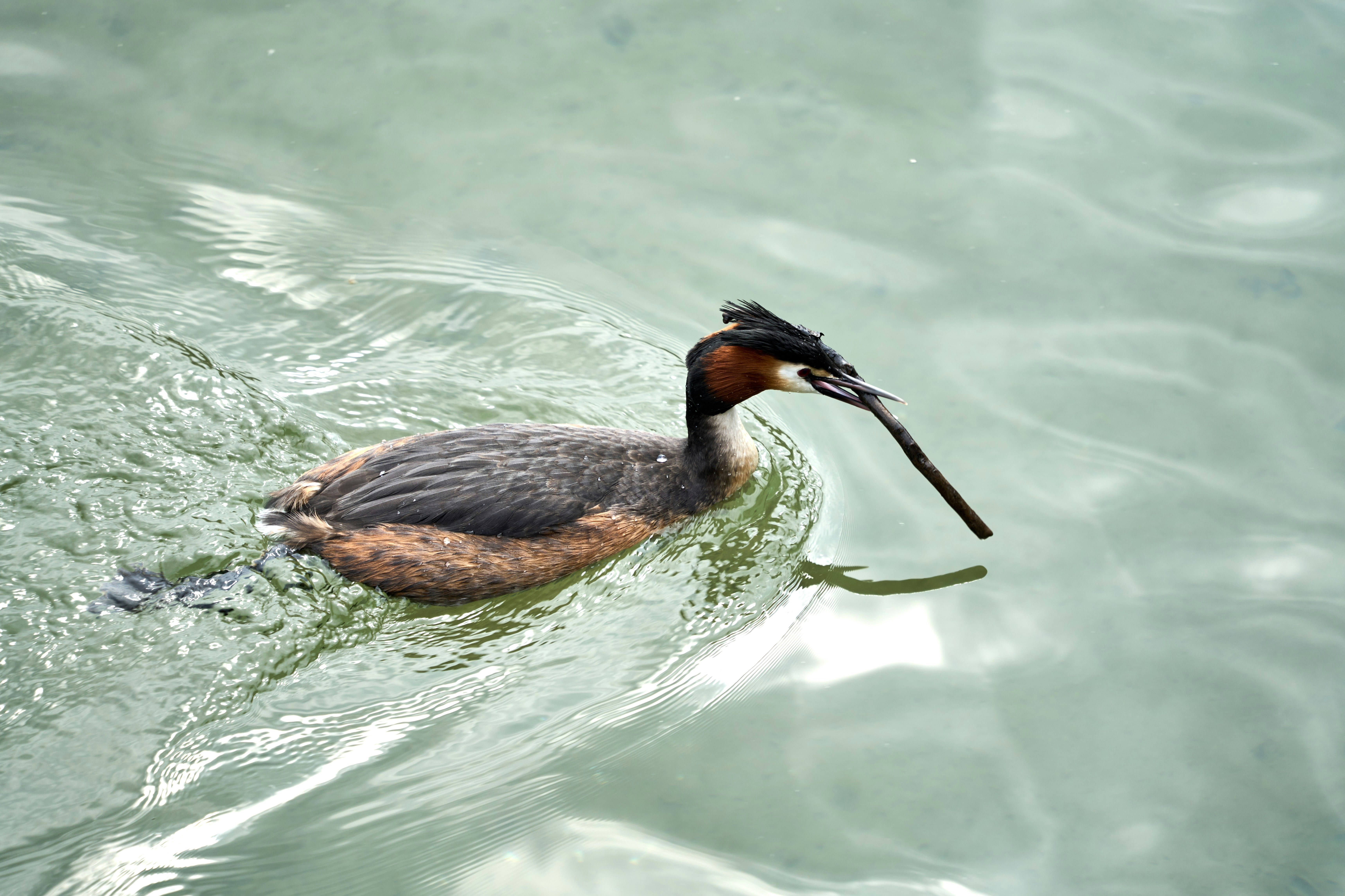 Photo by wolfgang_hasselmann