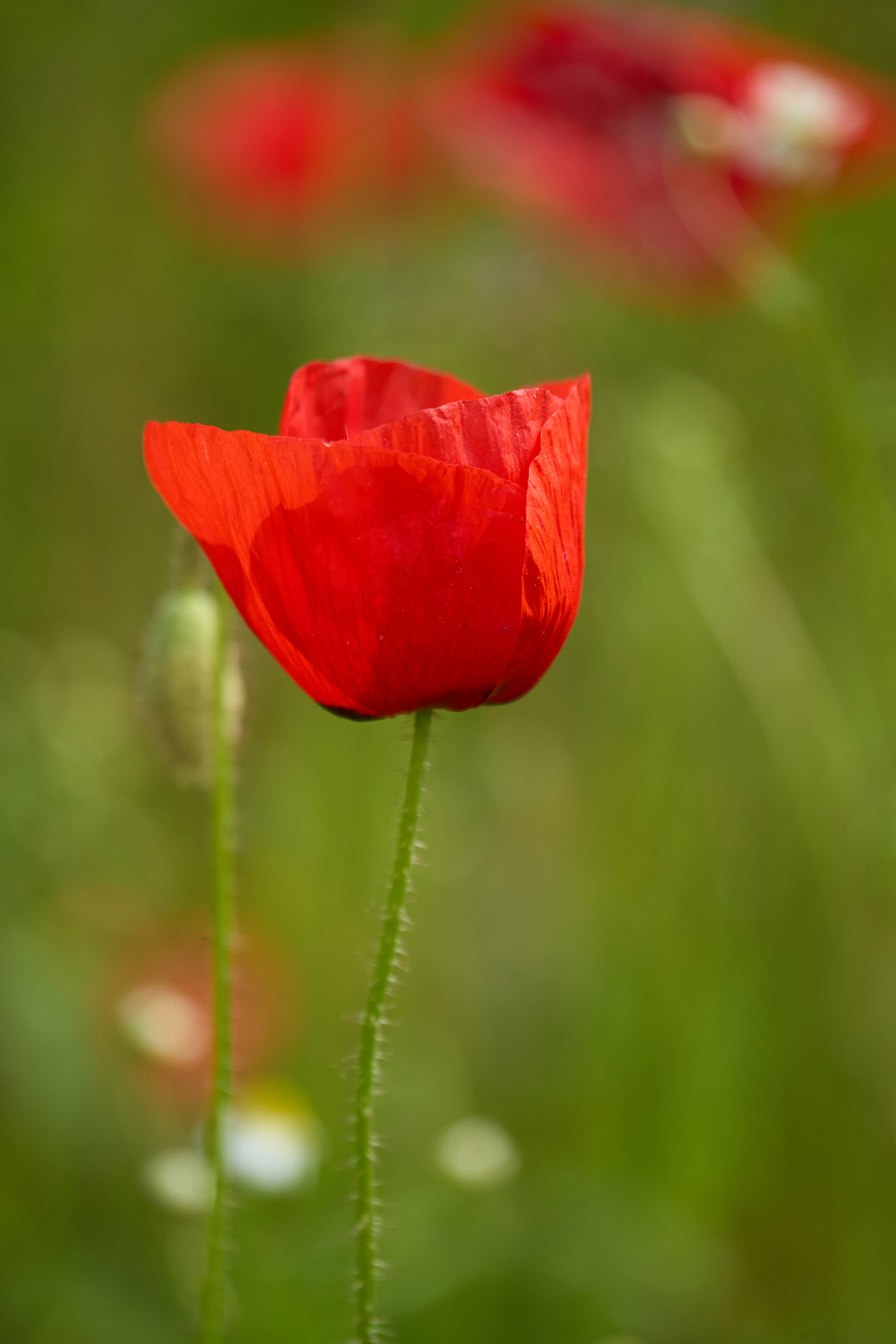 Photo by wolfgang_hasselmann