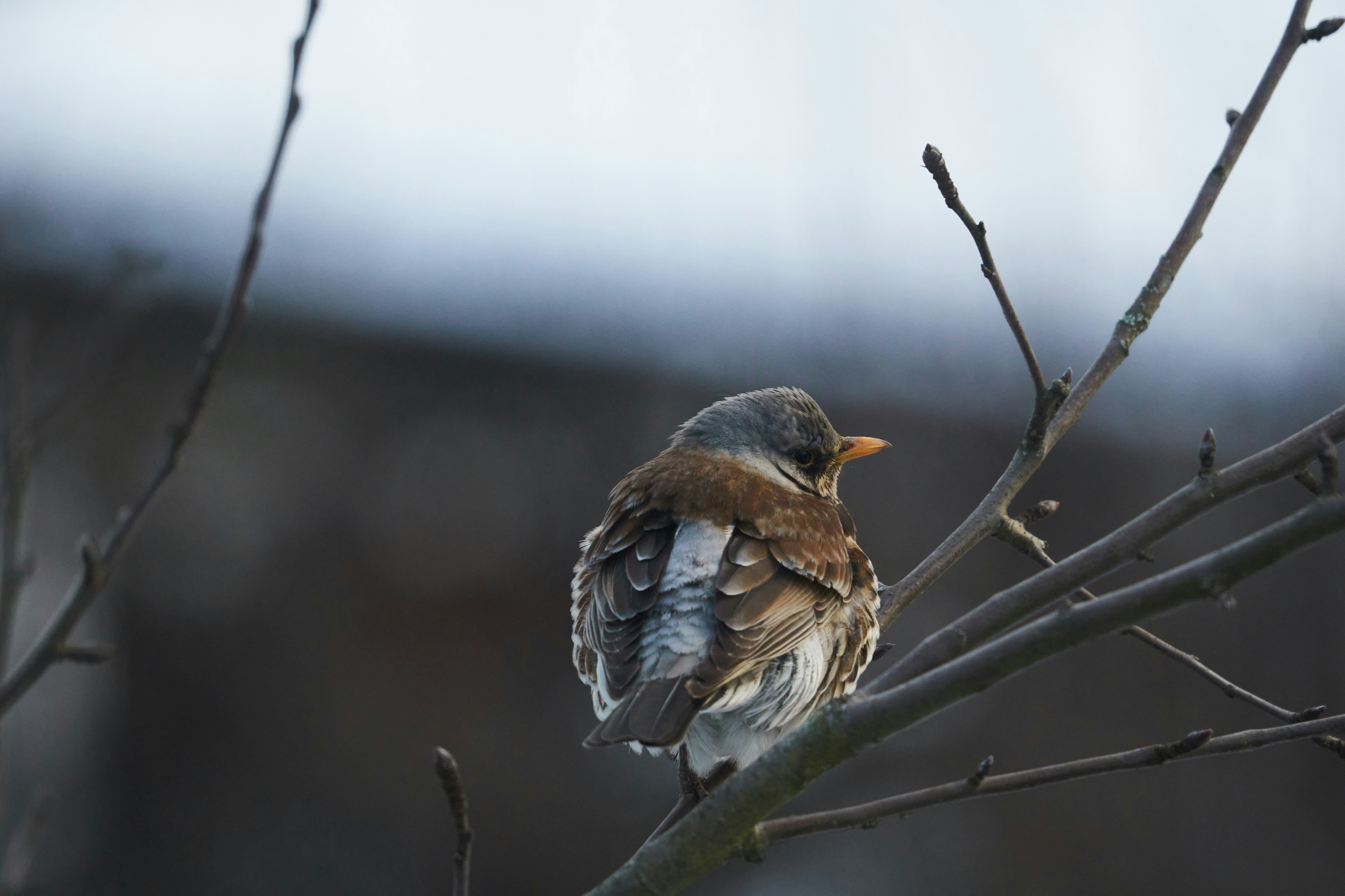 Photo by wolfgang_hasselmann