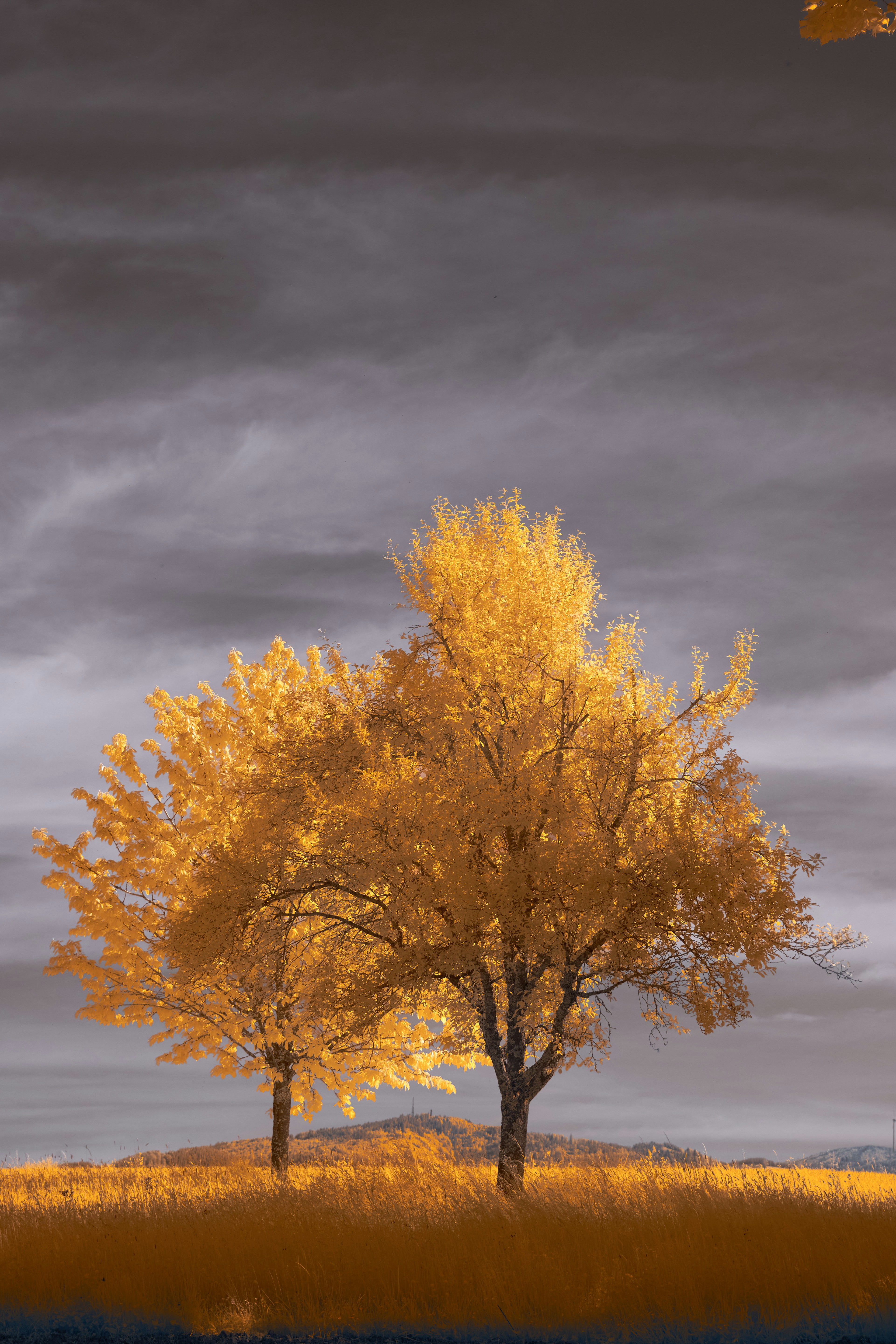 Photo by wolfgang_hasselmann