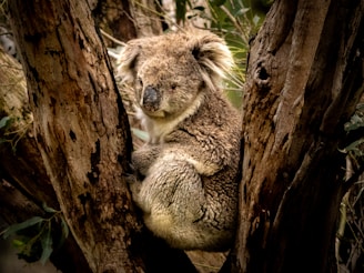 A koala sitting in a tree with its head on a branch