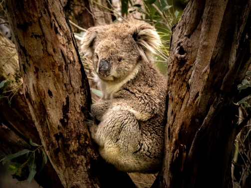 A koala sitting in a tree with its head on a branch