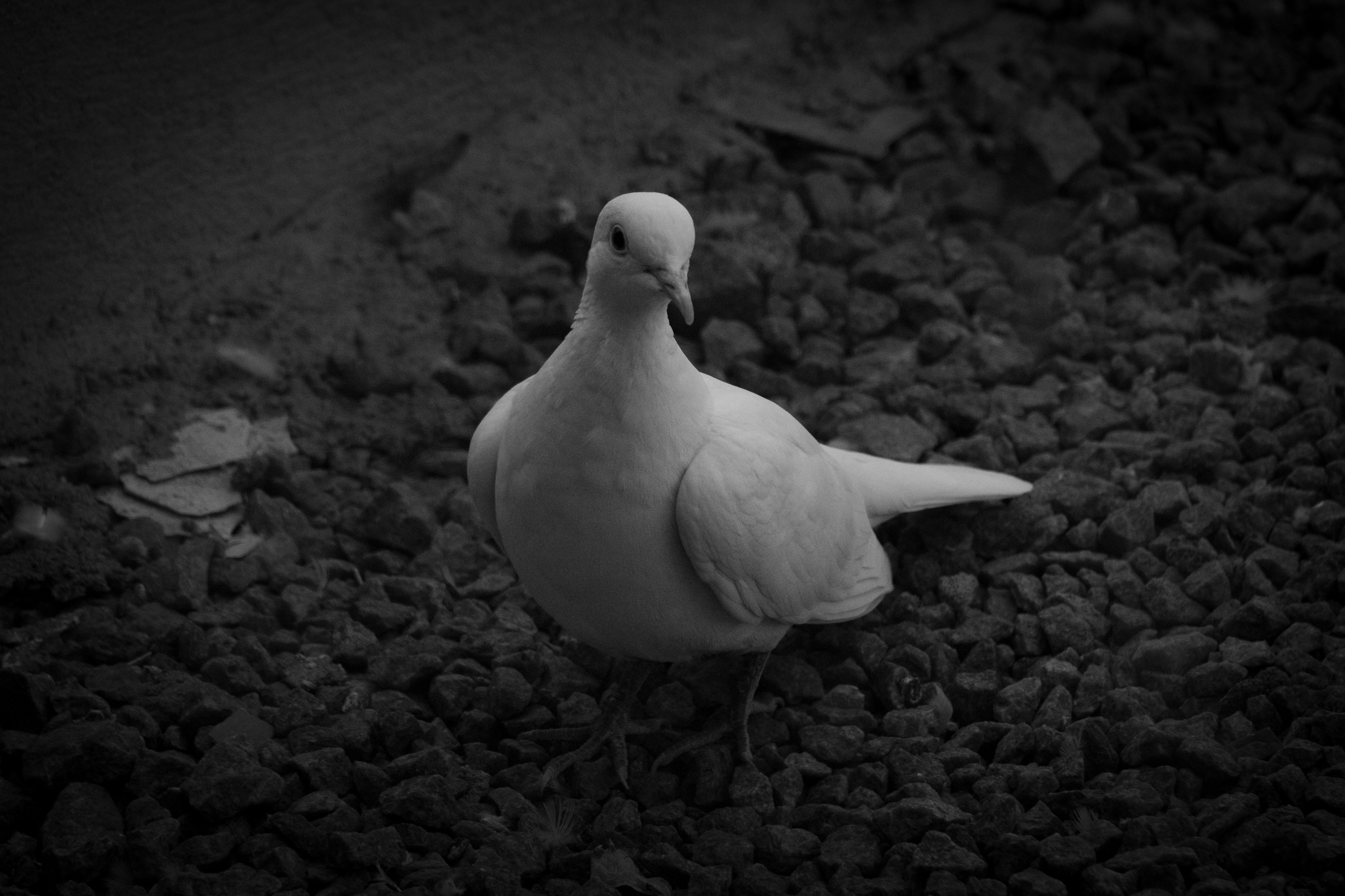 Photo by suryadoingstuff