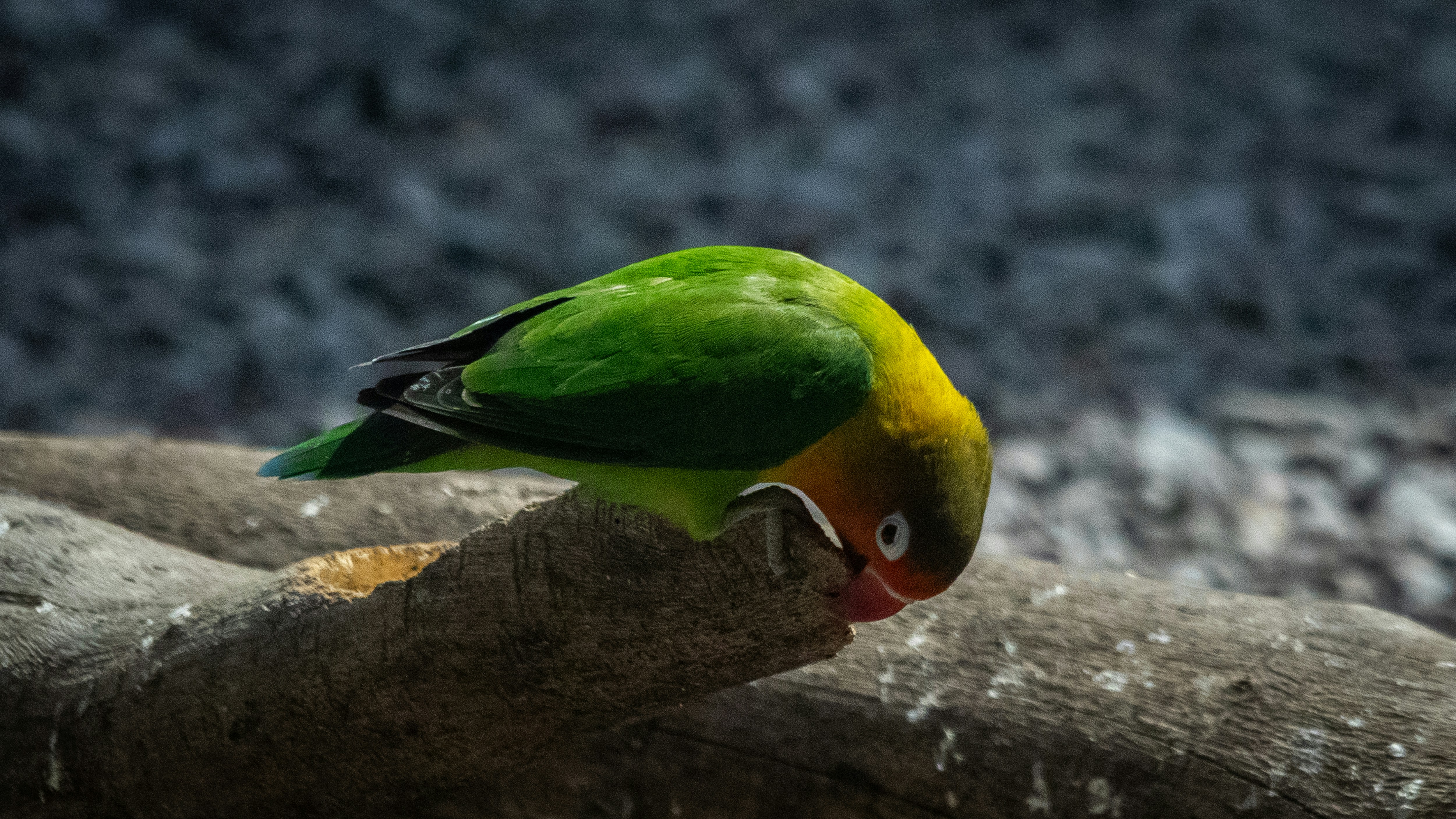 Photo by suryadoingstuff