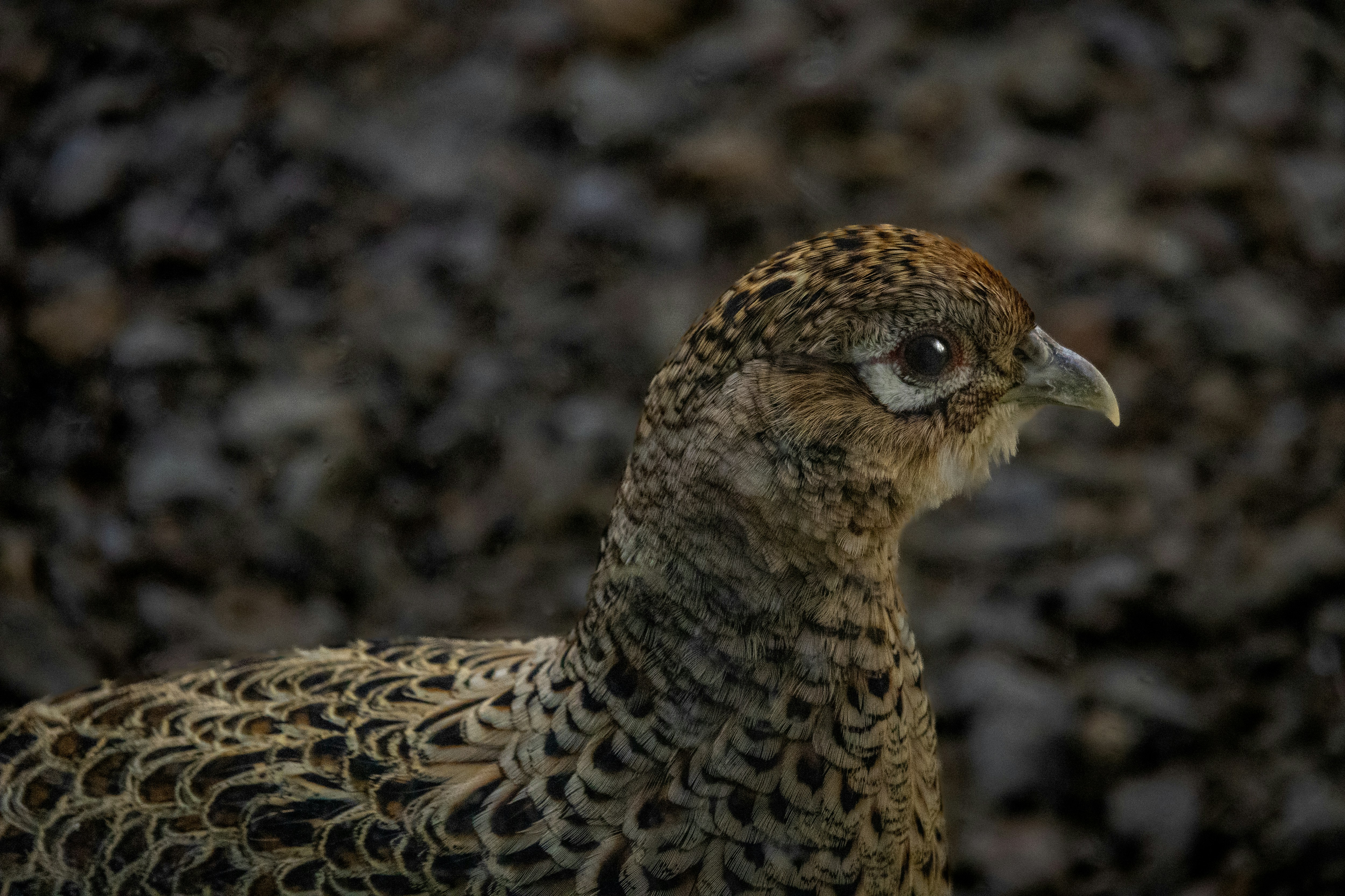 Photo by suryadoingstuff