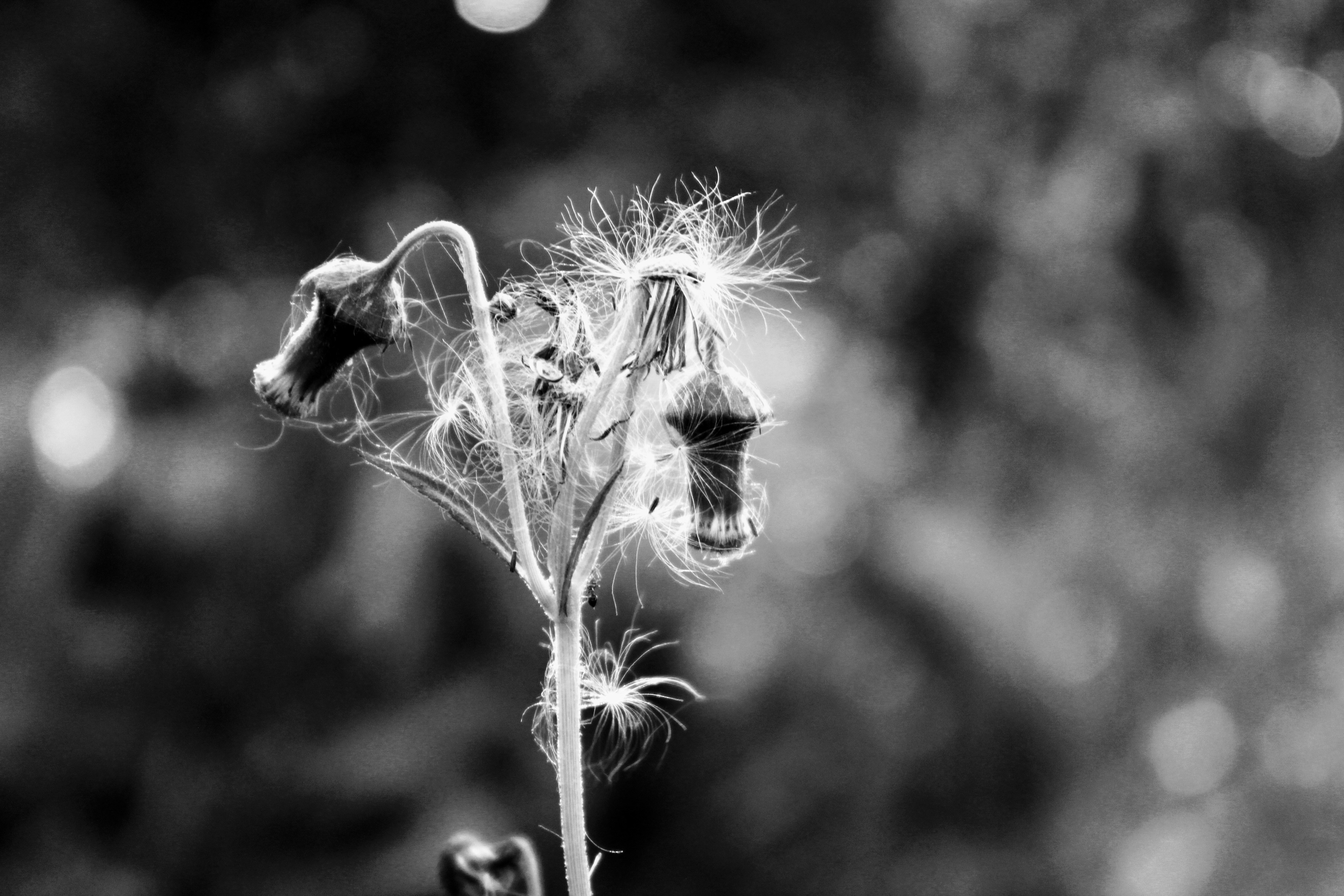 Photo by photogitthi