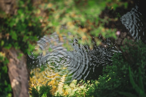 A reflection of a tree in a puddle of water