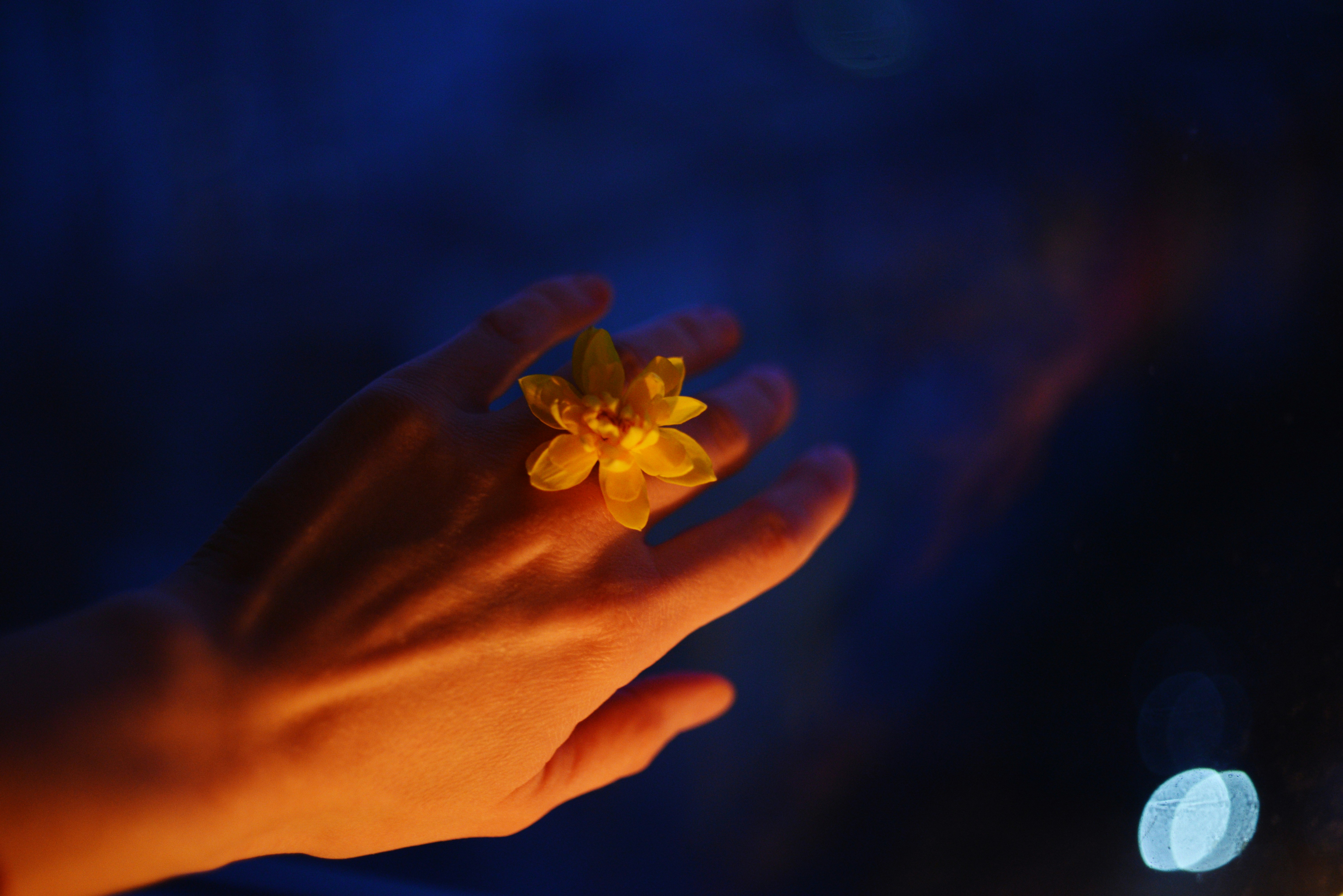 A person holding a flower in their hand
