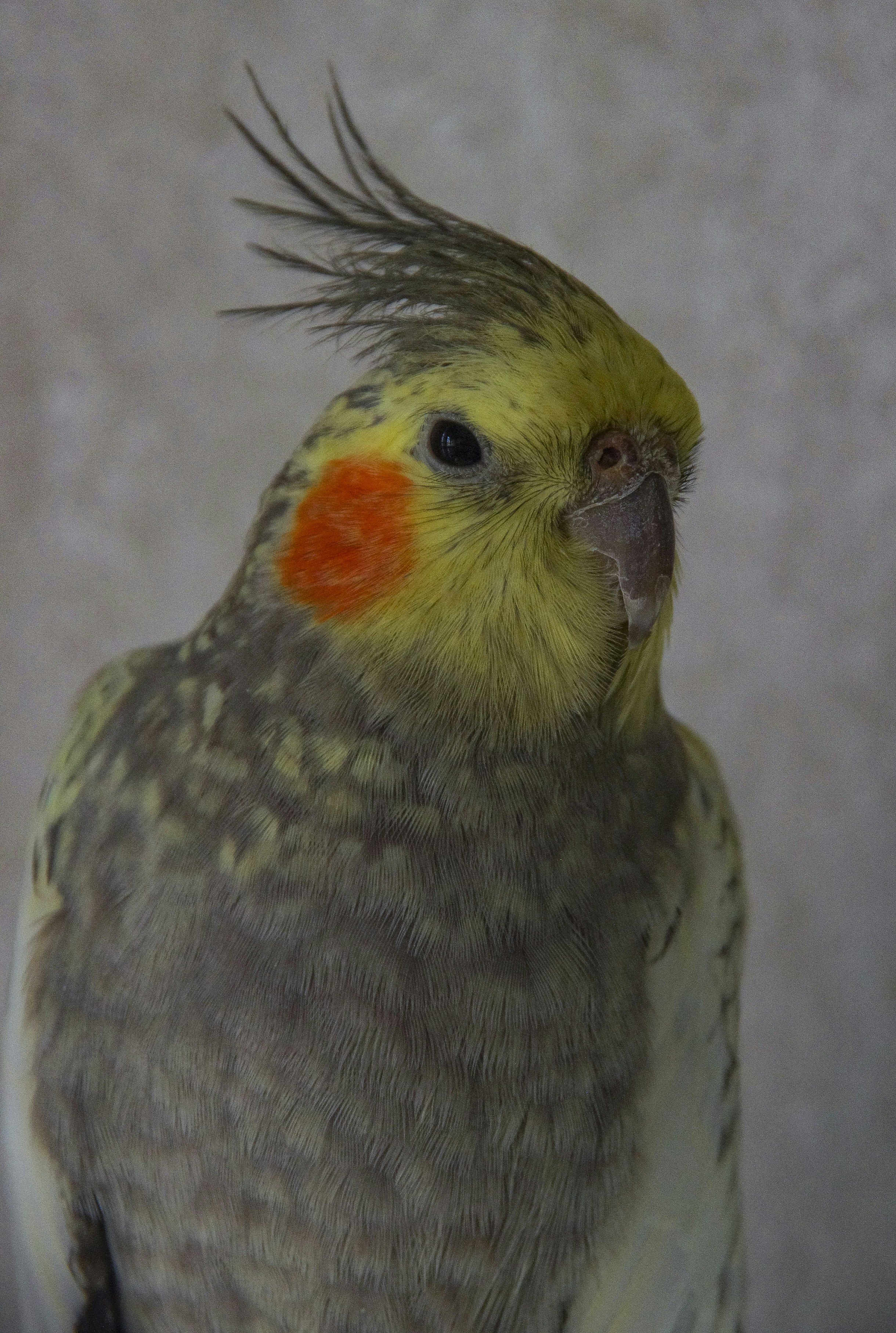 photo-1739033765670-ba8c7b8de0ee?ixid=M3wxMjA3fDB8MXxzZWFyY2h8MTV8fGNpYmFpfGVufDB8fHx8MTc1ODU0Mzk1NXww\u0026ixlib=rb-4.1.0