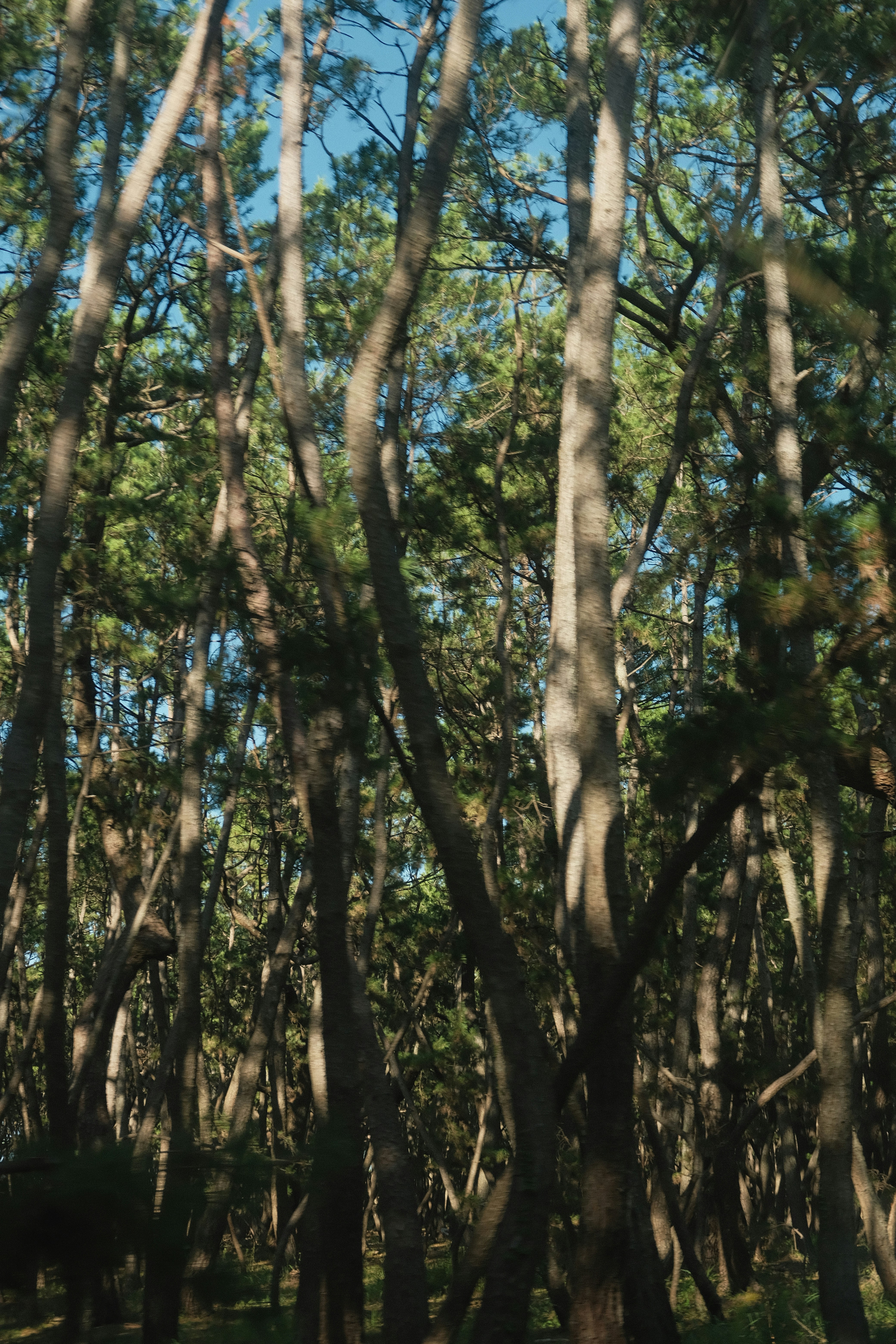 A giraffe standing in the middle of a forest
