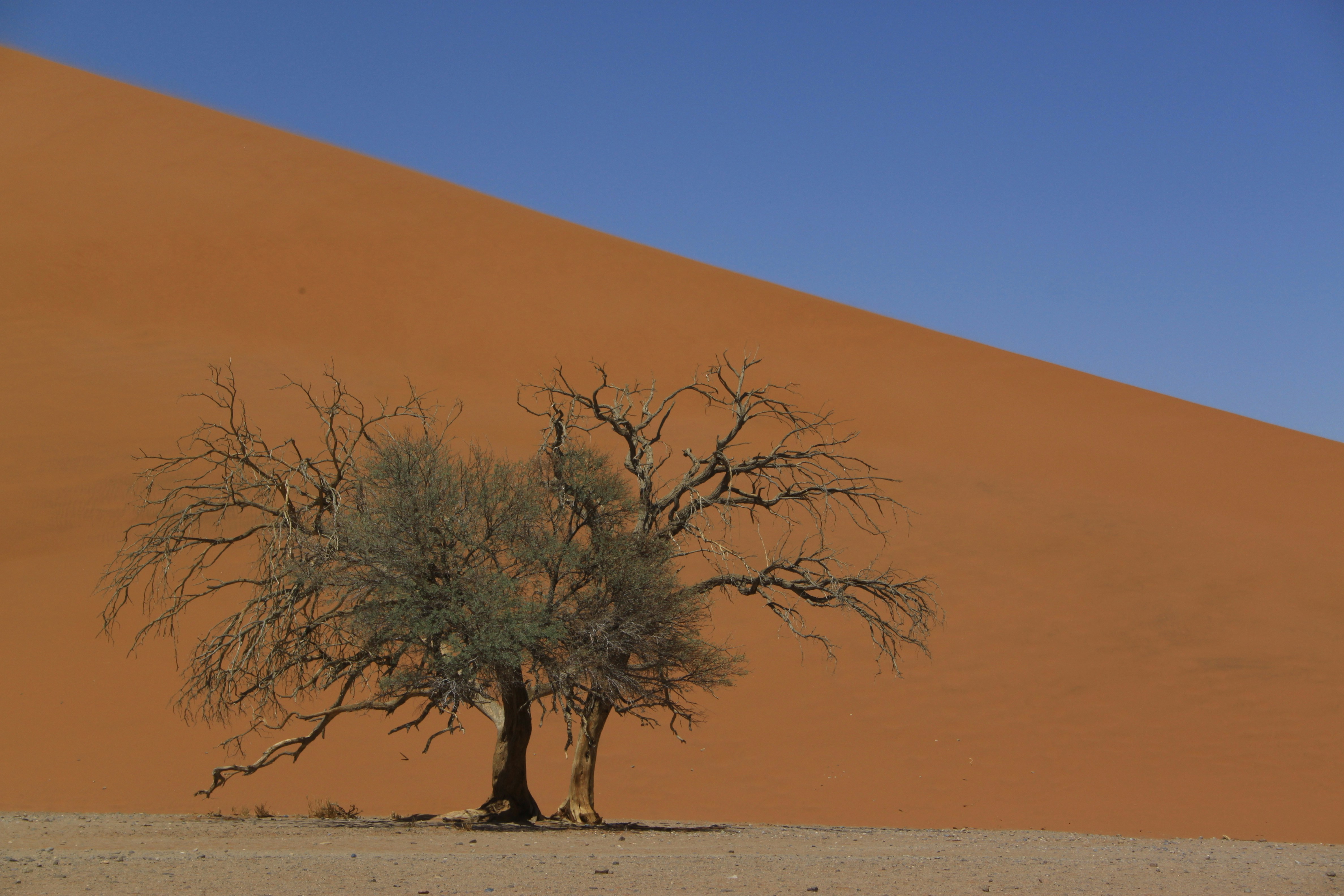 Photo of Namib-Naukluft National Park