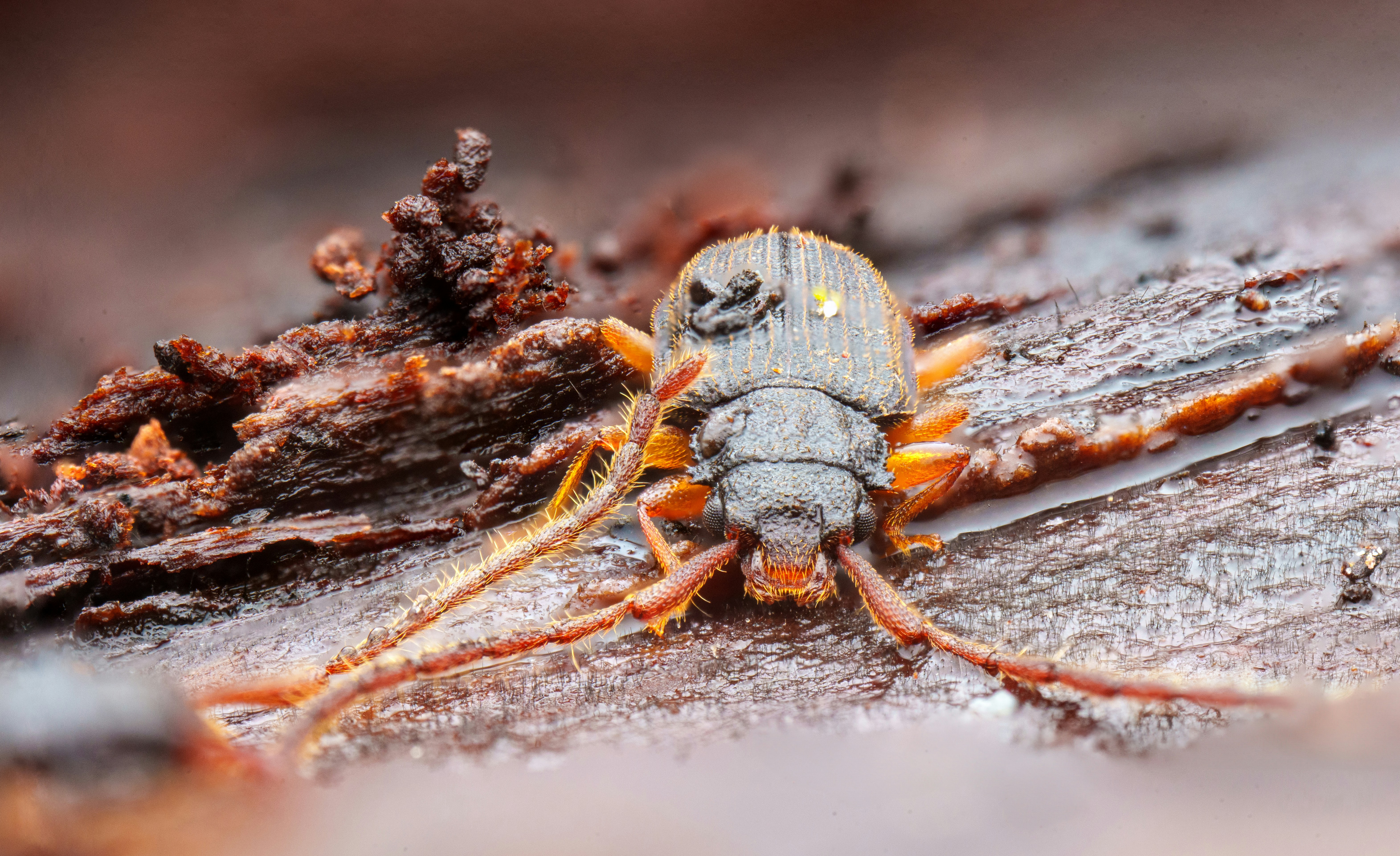 A close up of a bug on a piece of wood