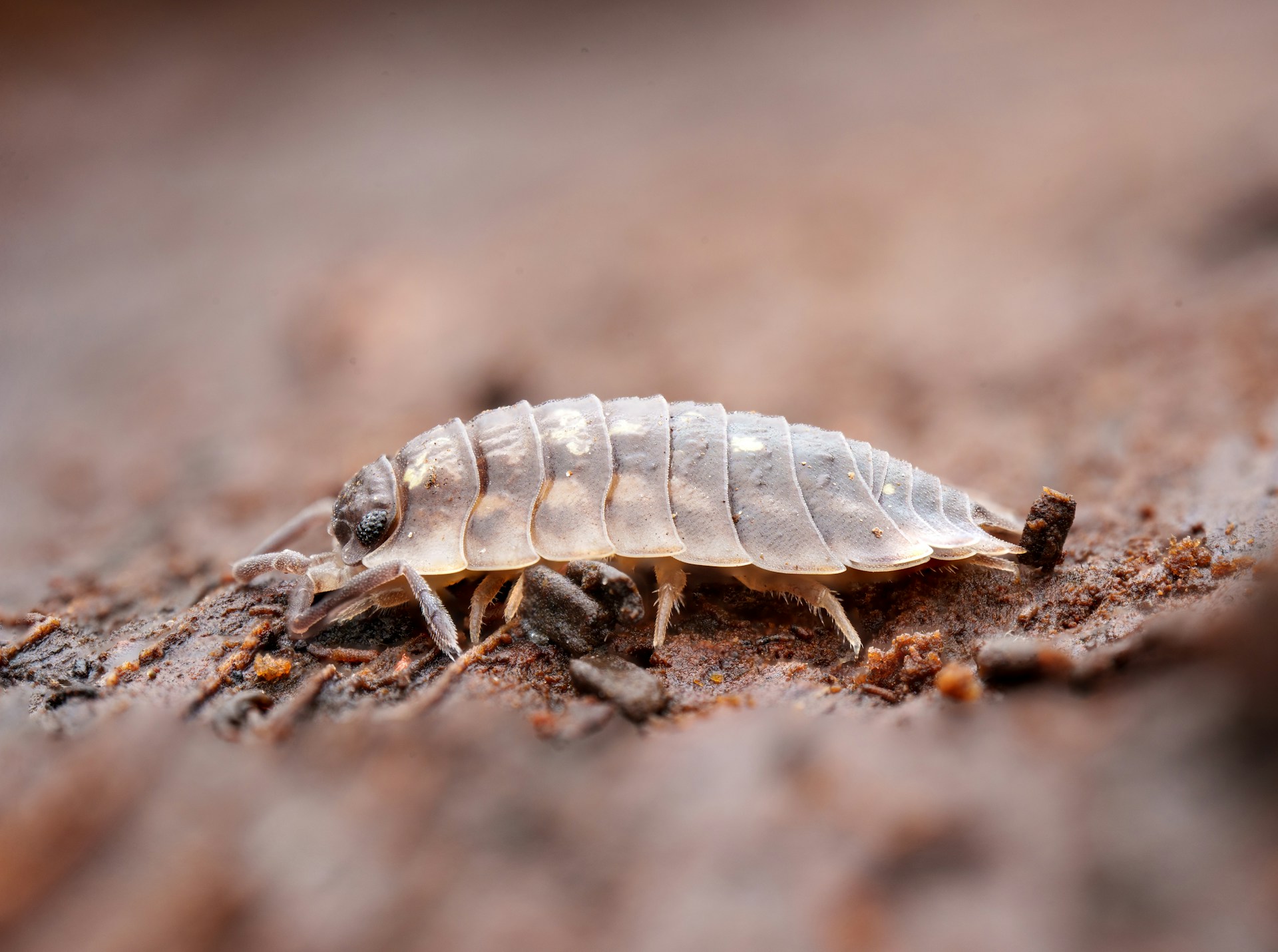 A bug crawling on the ground in the dirt