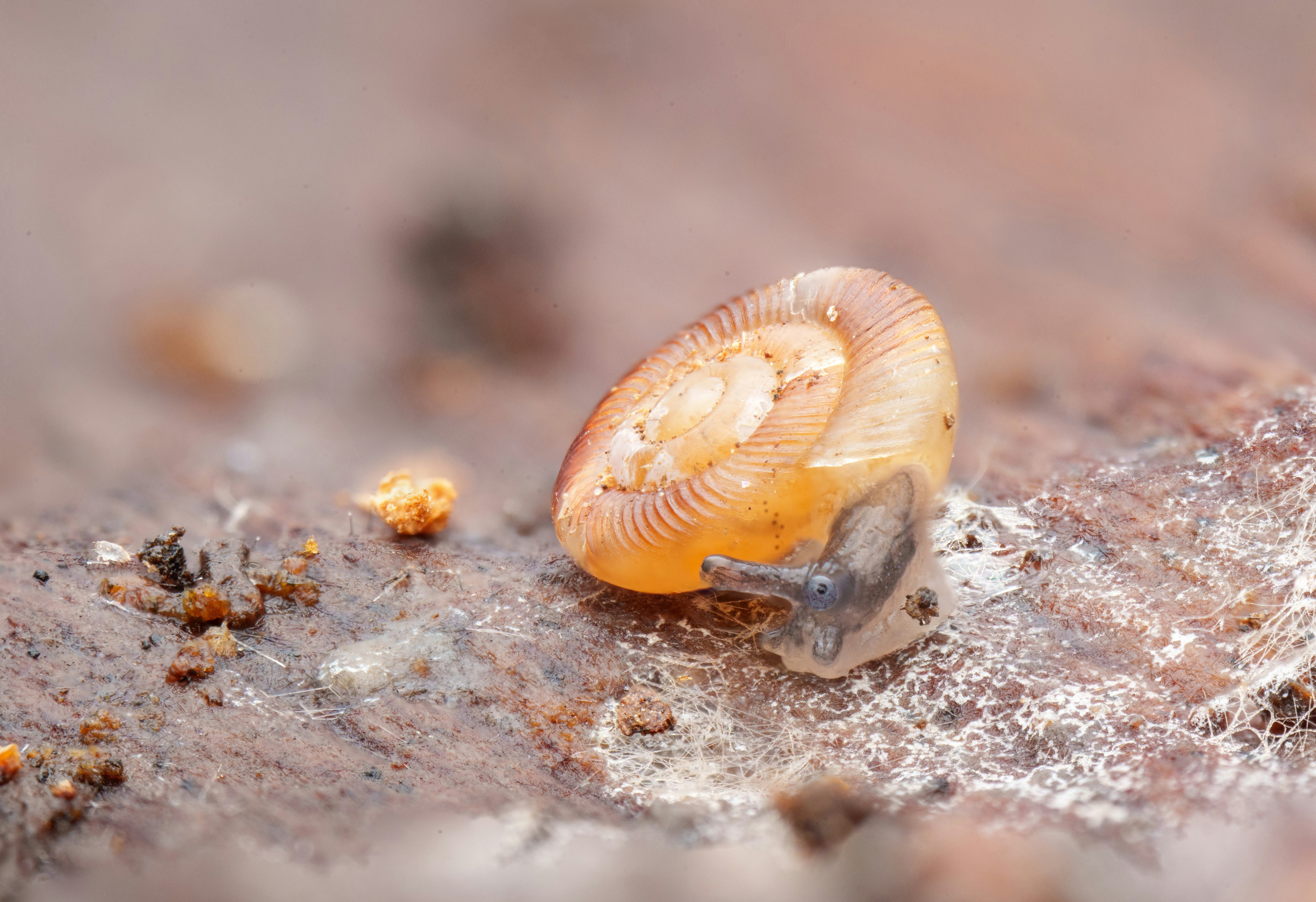 A snail crawling on a piece of wood