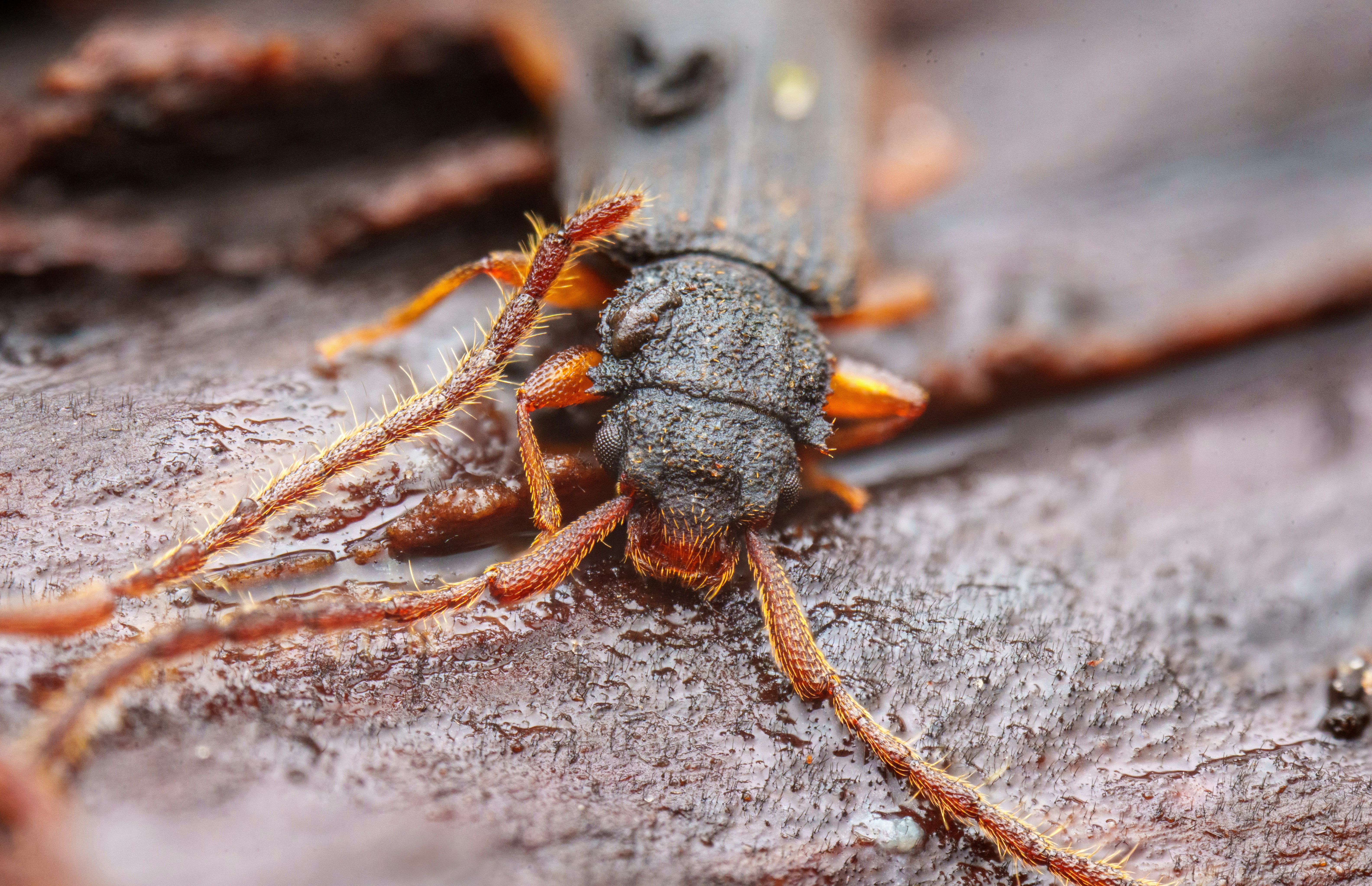 A close up of a bug on a piece of wood