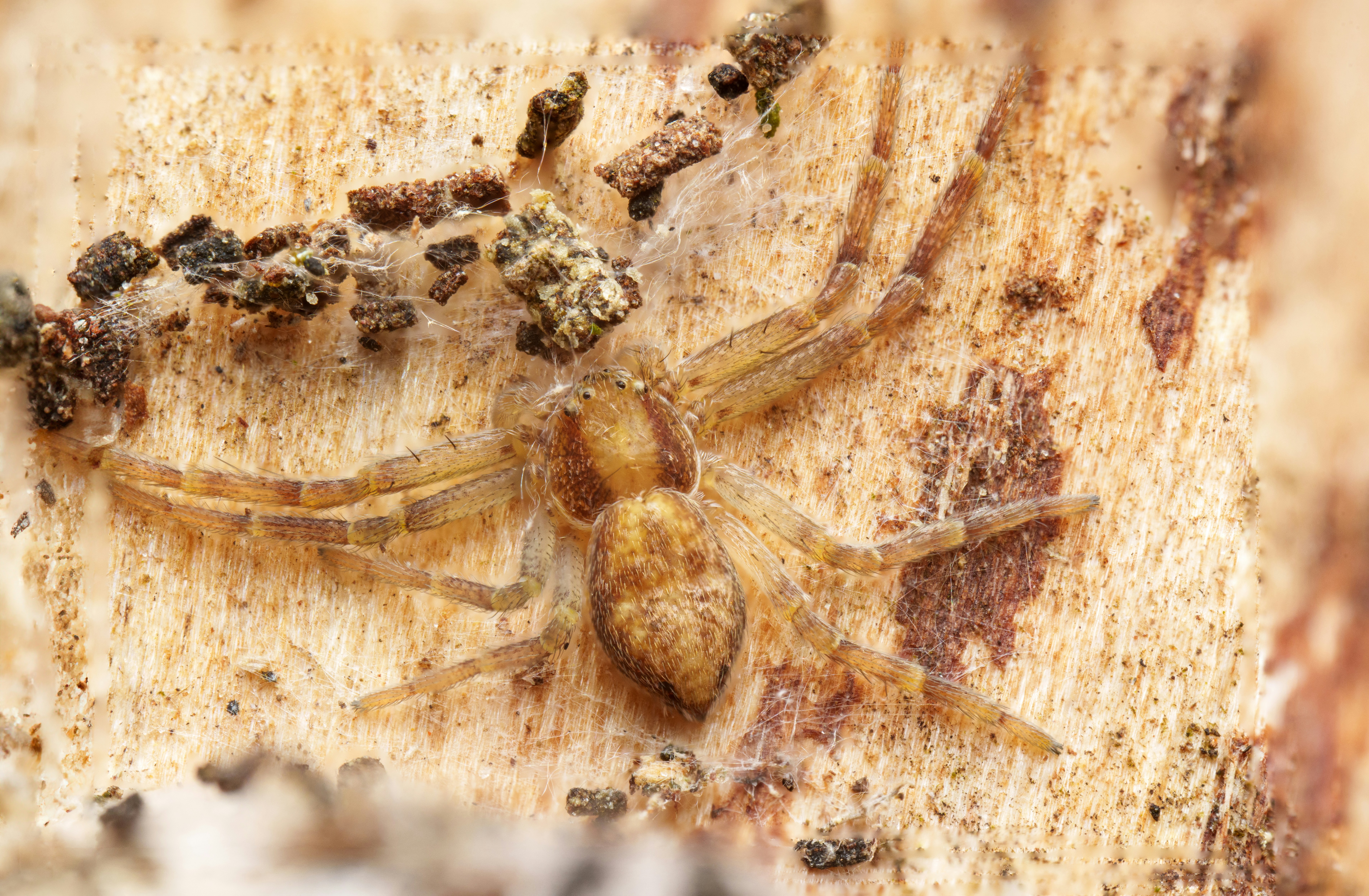 A close up of a spider on a piece of wood