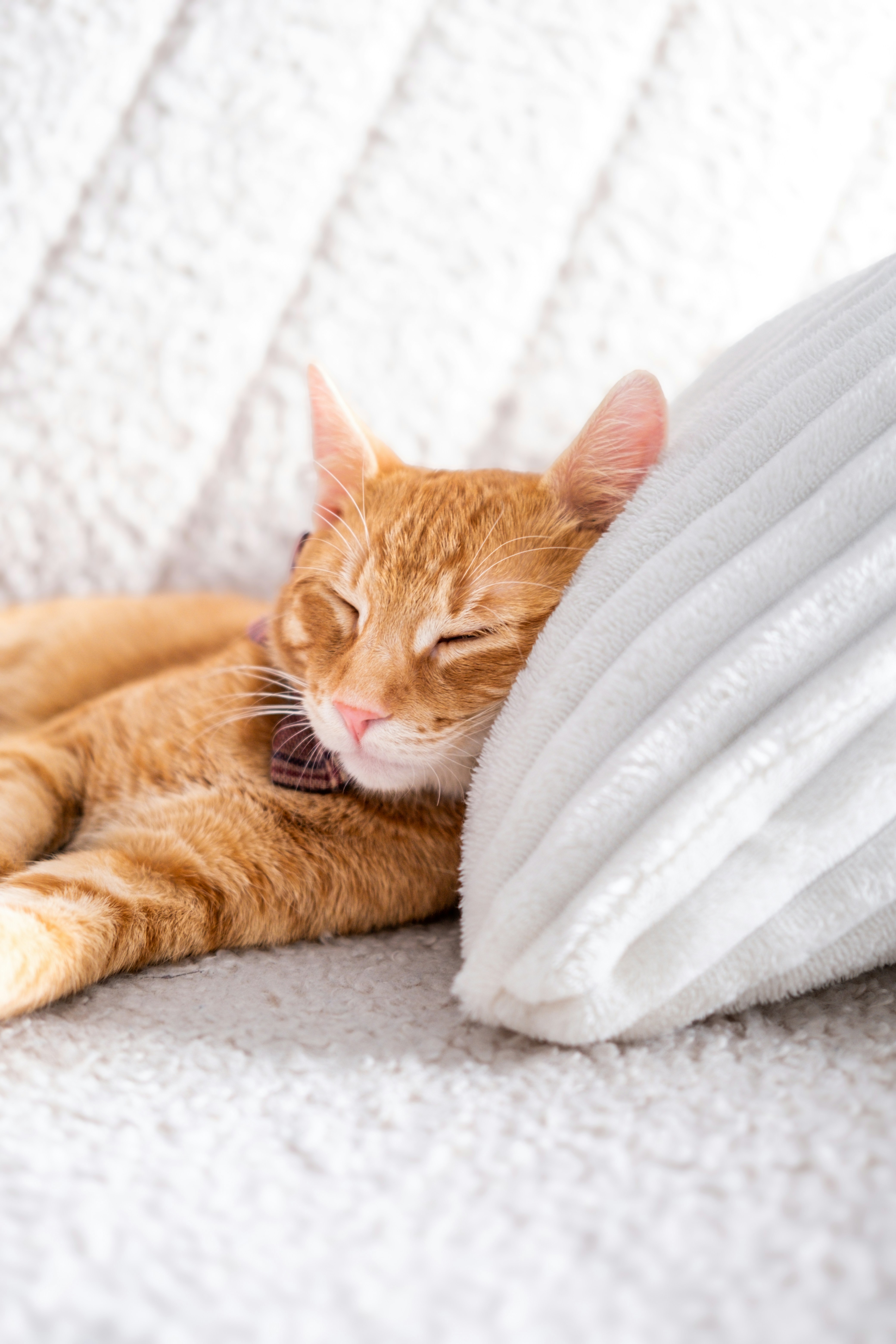 An orange cat laying on top of a white pillow photo – Free Maglaj Image ...