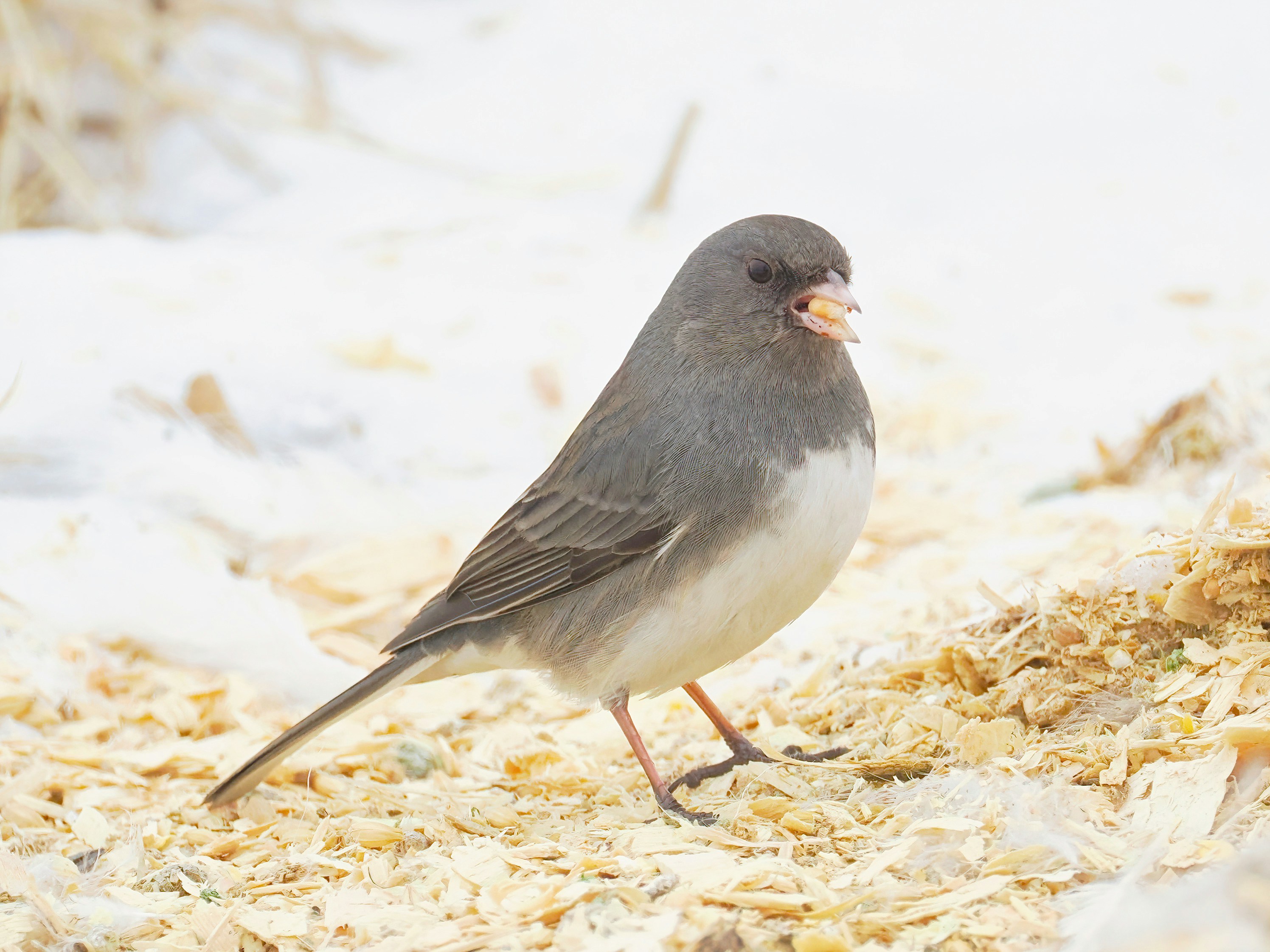 Photo by bubbamagoosh