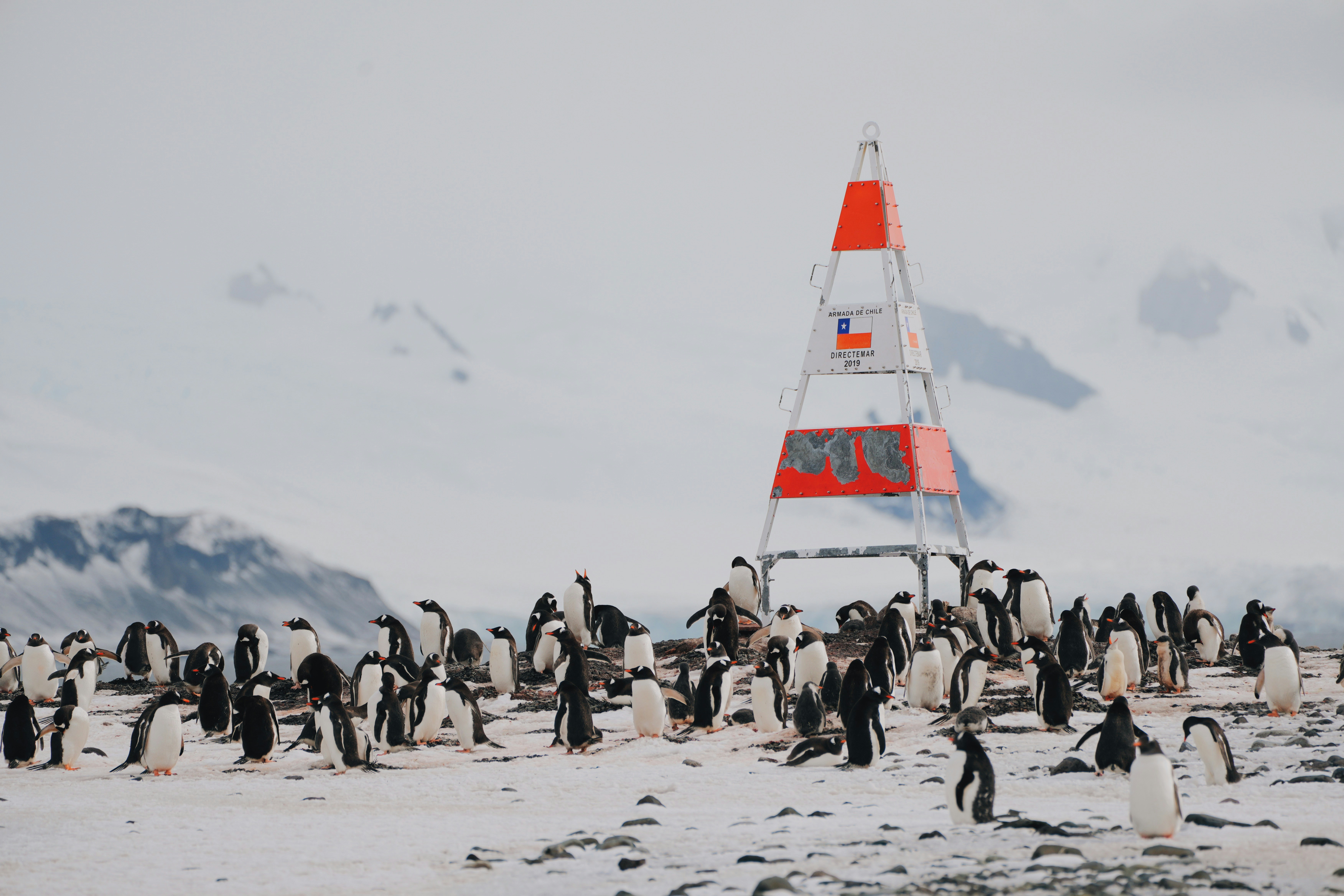 A large group of penguins are standing in the snow