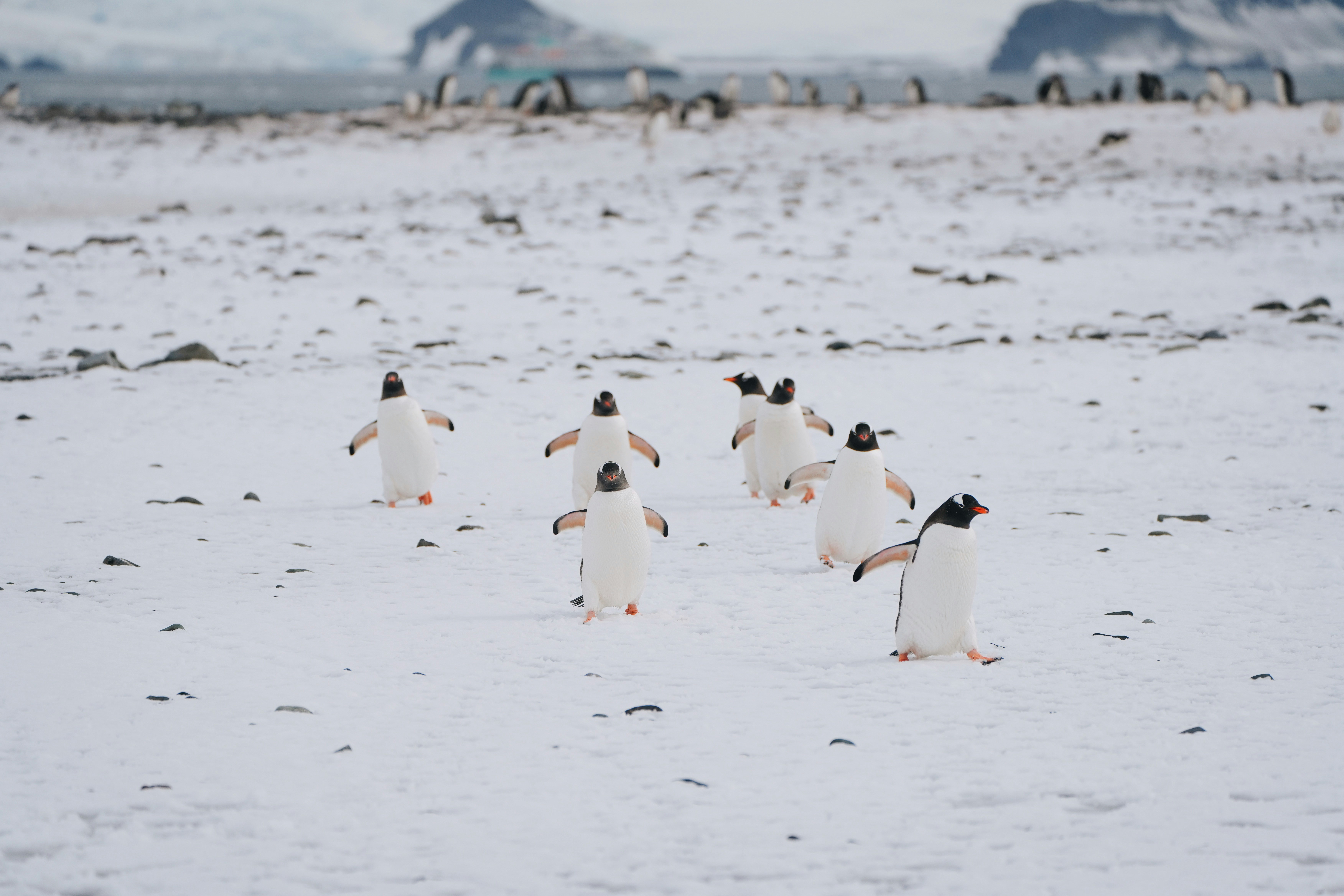 A group of penguins walking across a snow covered field
