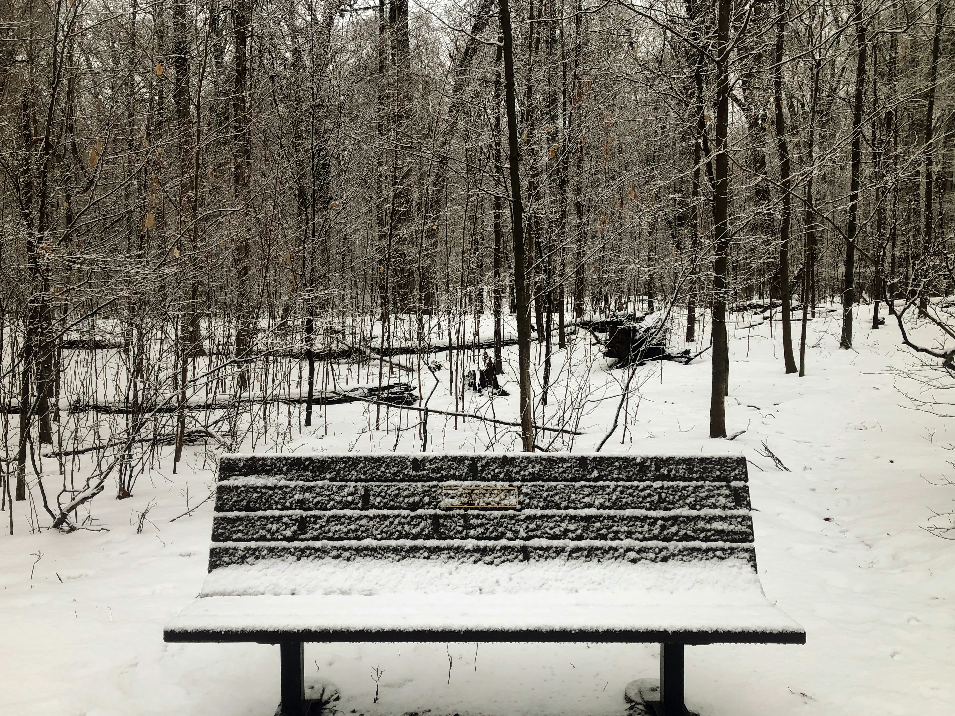 A bench sitting in the middle of a forest covered in snow