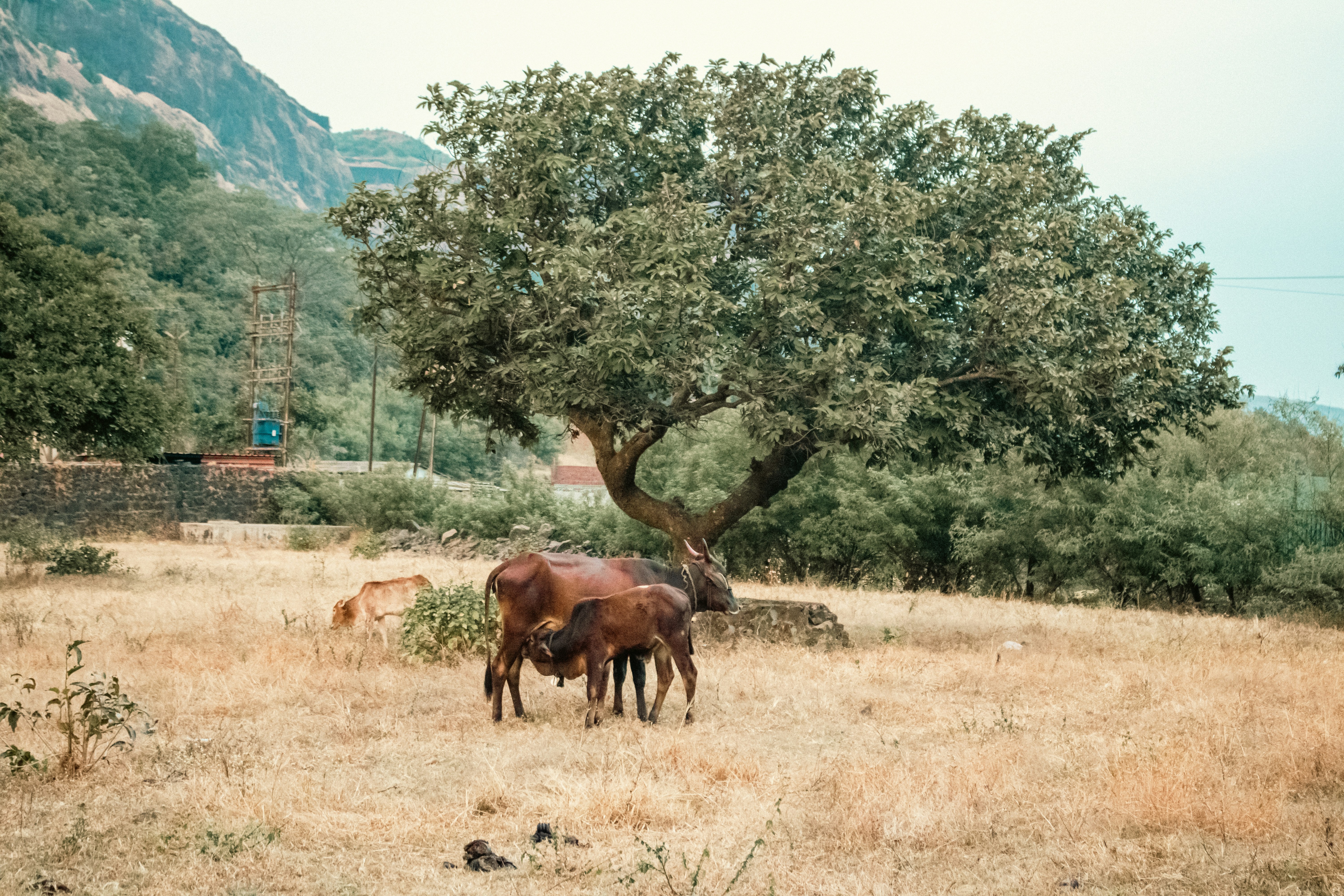 Photo by zoshuacolah