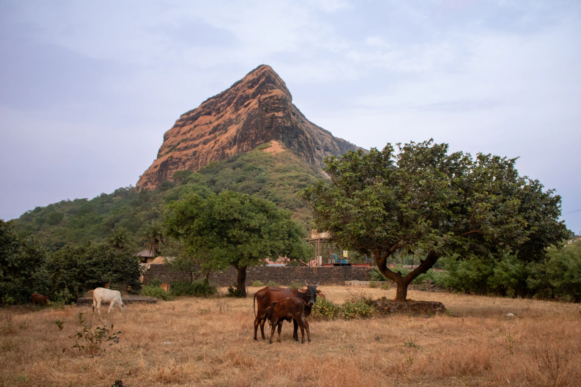 Two cows standing in a field with a mountain in the background