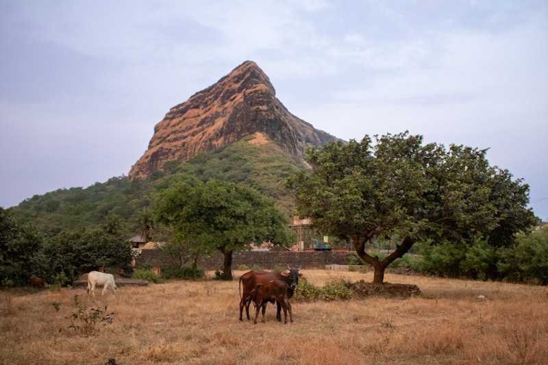 Two cows standing in a field with a mountain in the background
