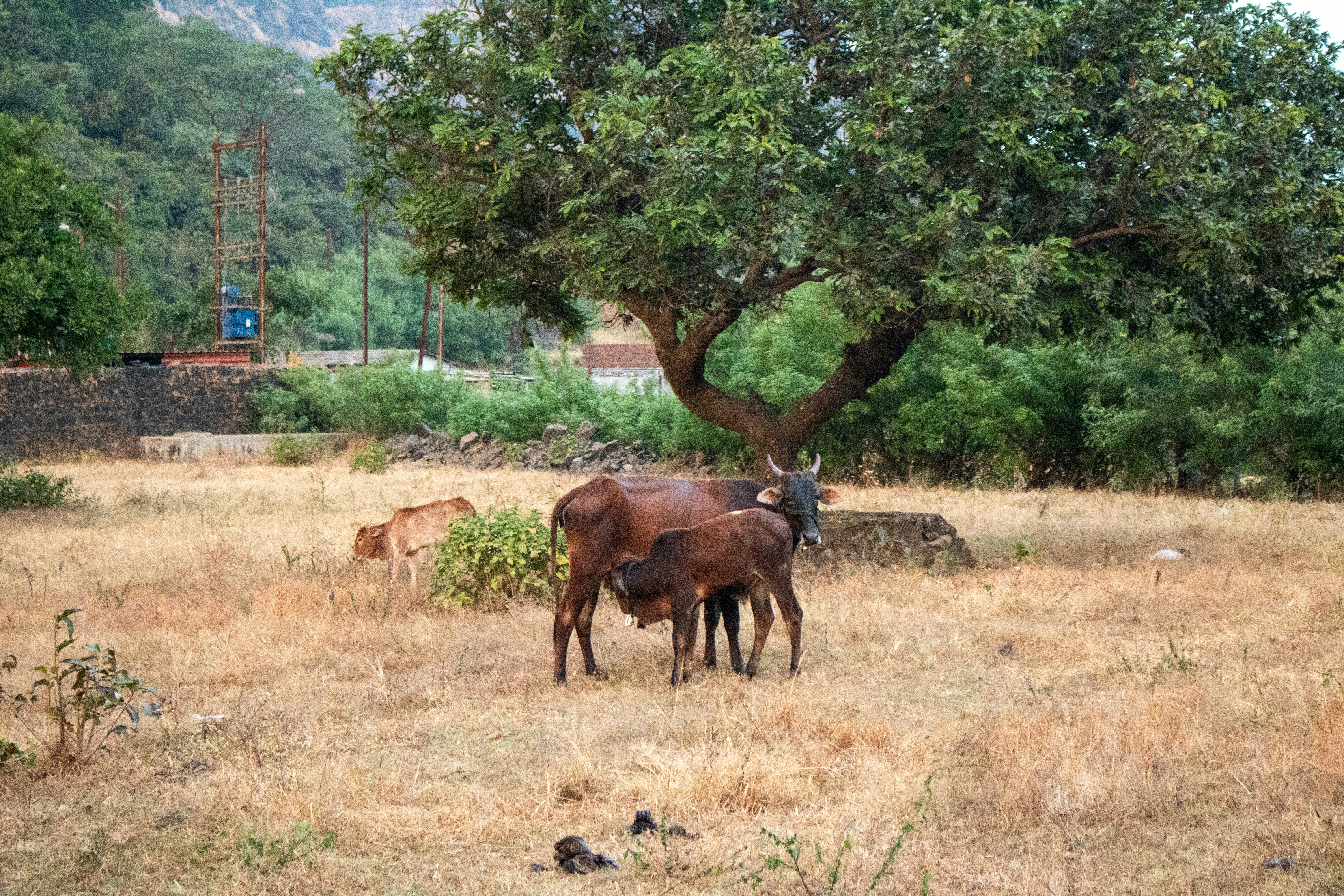 Photo by zoshuacolah