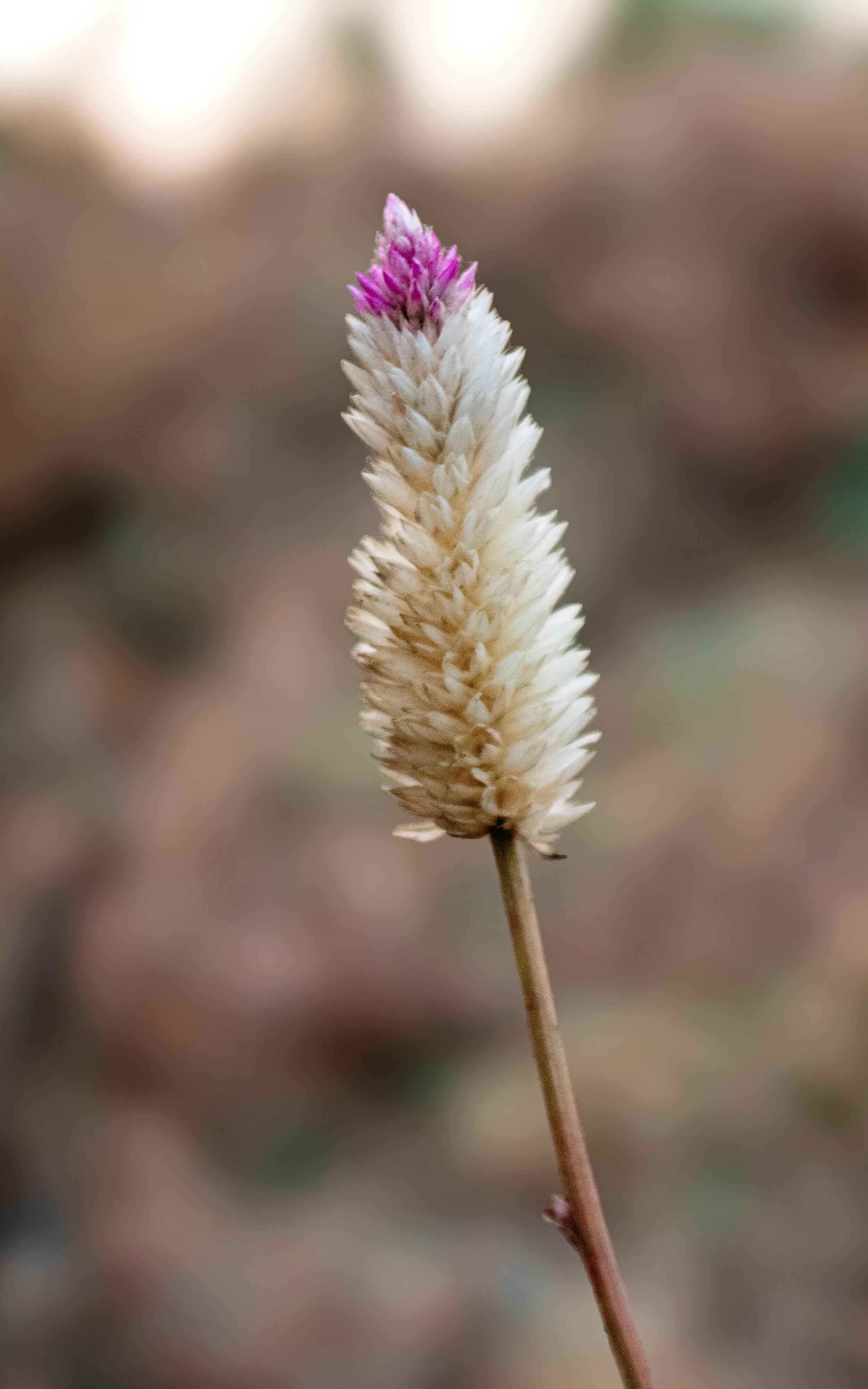 Photo by zoshuacolah