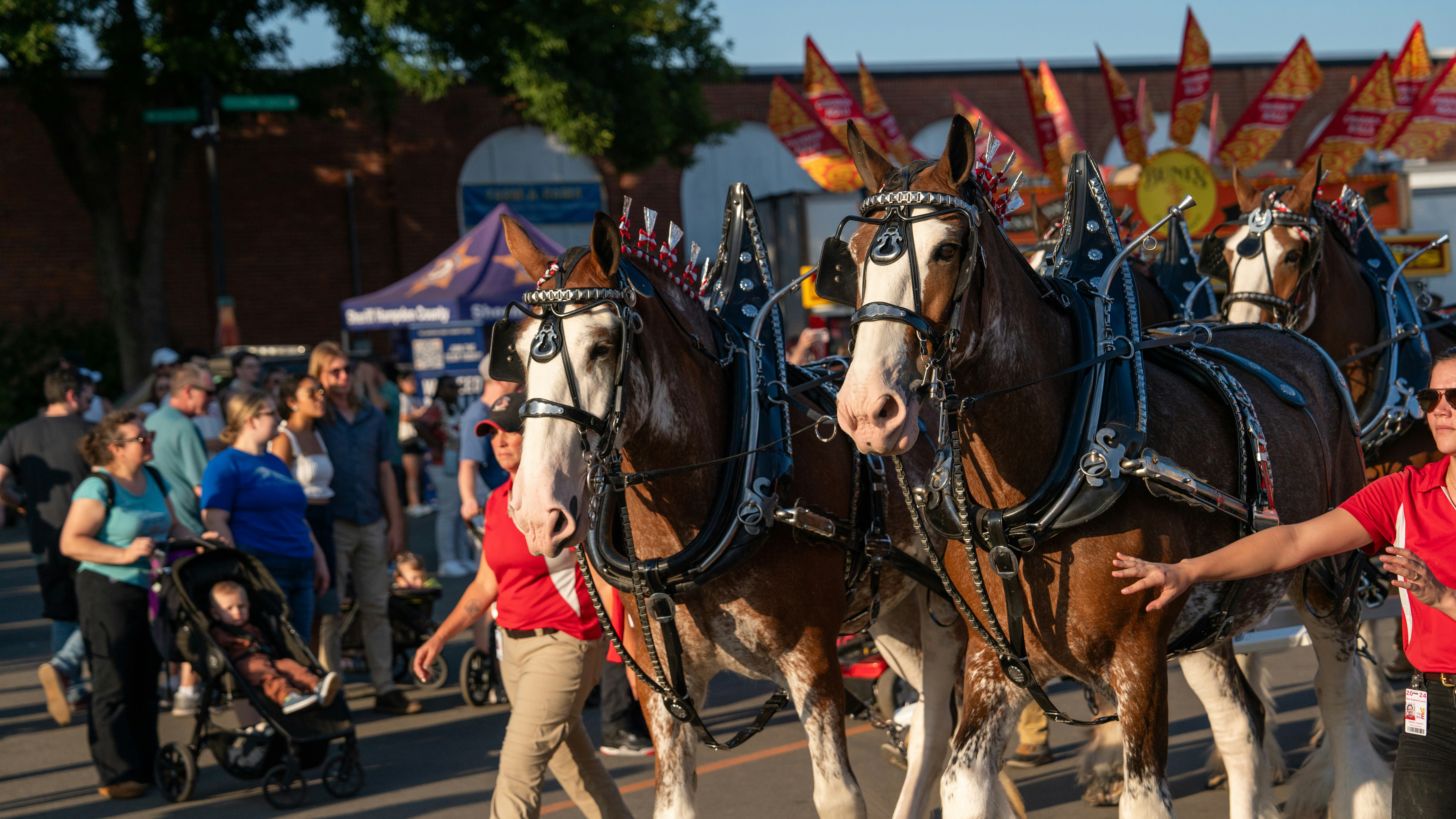 World-Famous Budweiser Clydesdales in Downtown New Braunfels, TX
