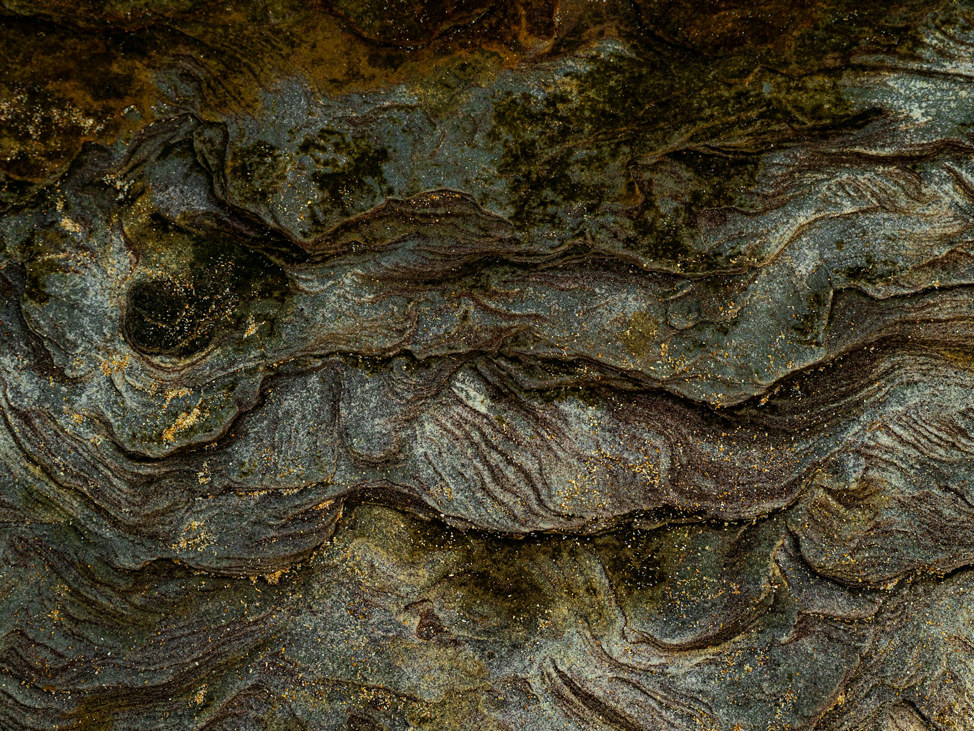 A close up view of a tree bark